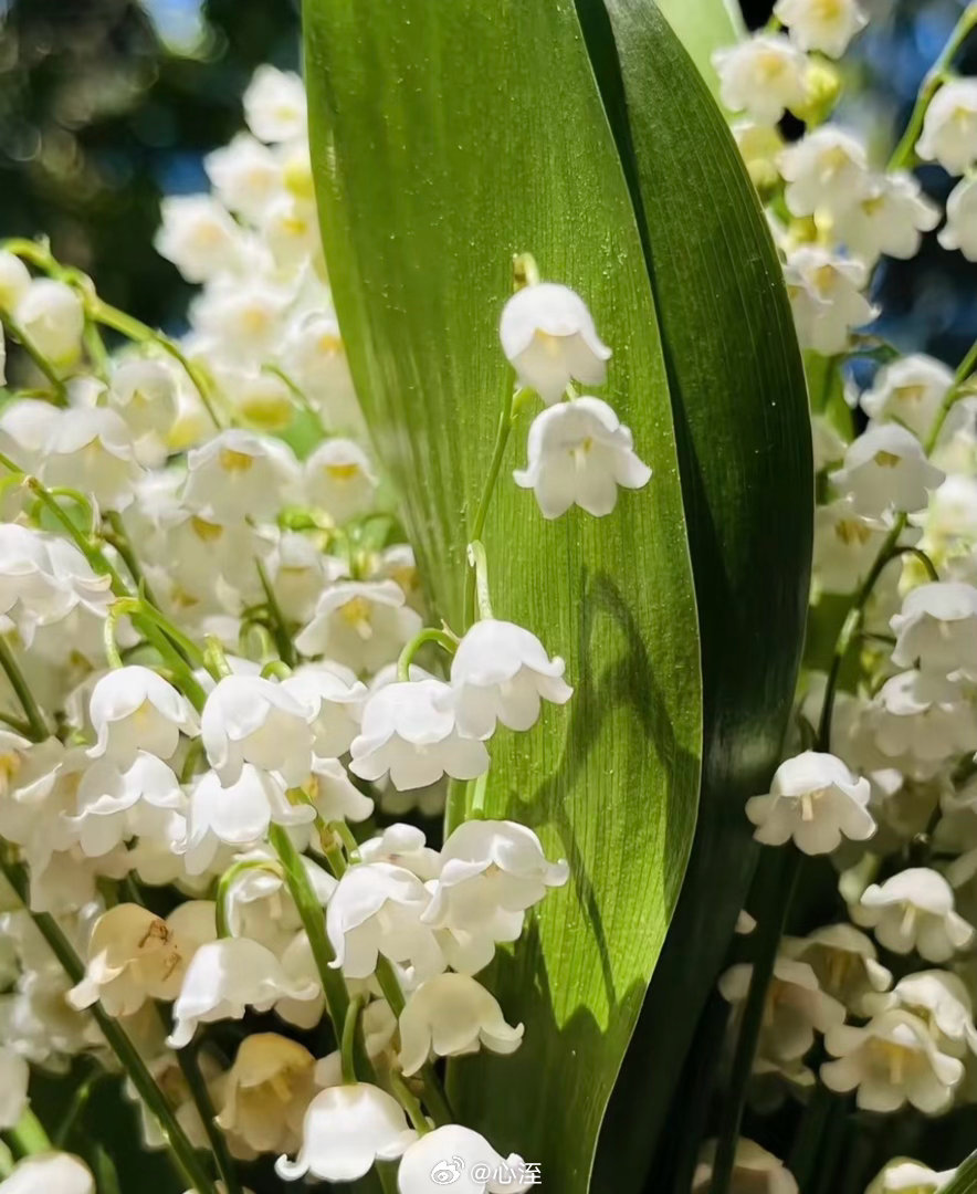 铃兰花 的种植方法：1. 择地定植，喜阴耐寒选择半阴或全阴的环境（如大树下、房屋