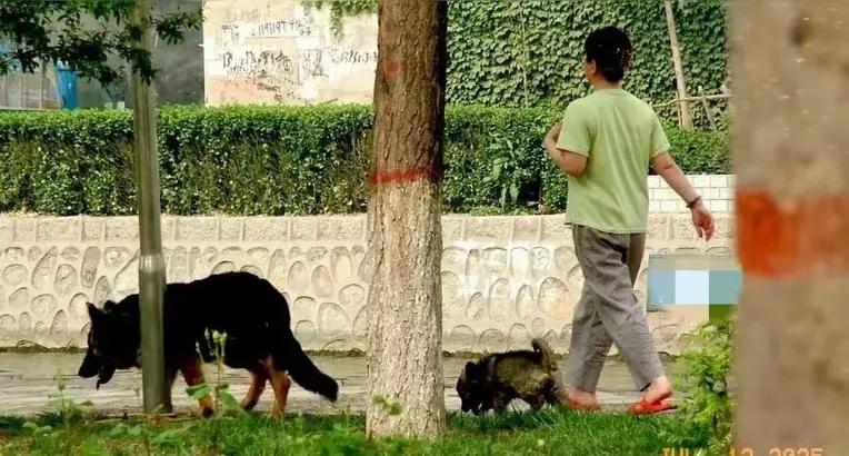 我们的城市，离文明养狗还有一万光年的距离。
今天乘电梯下楼，运行到9楼时，电梯停