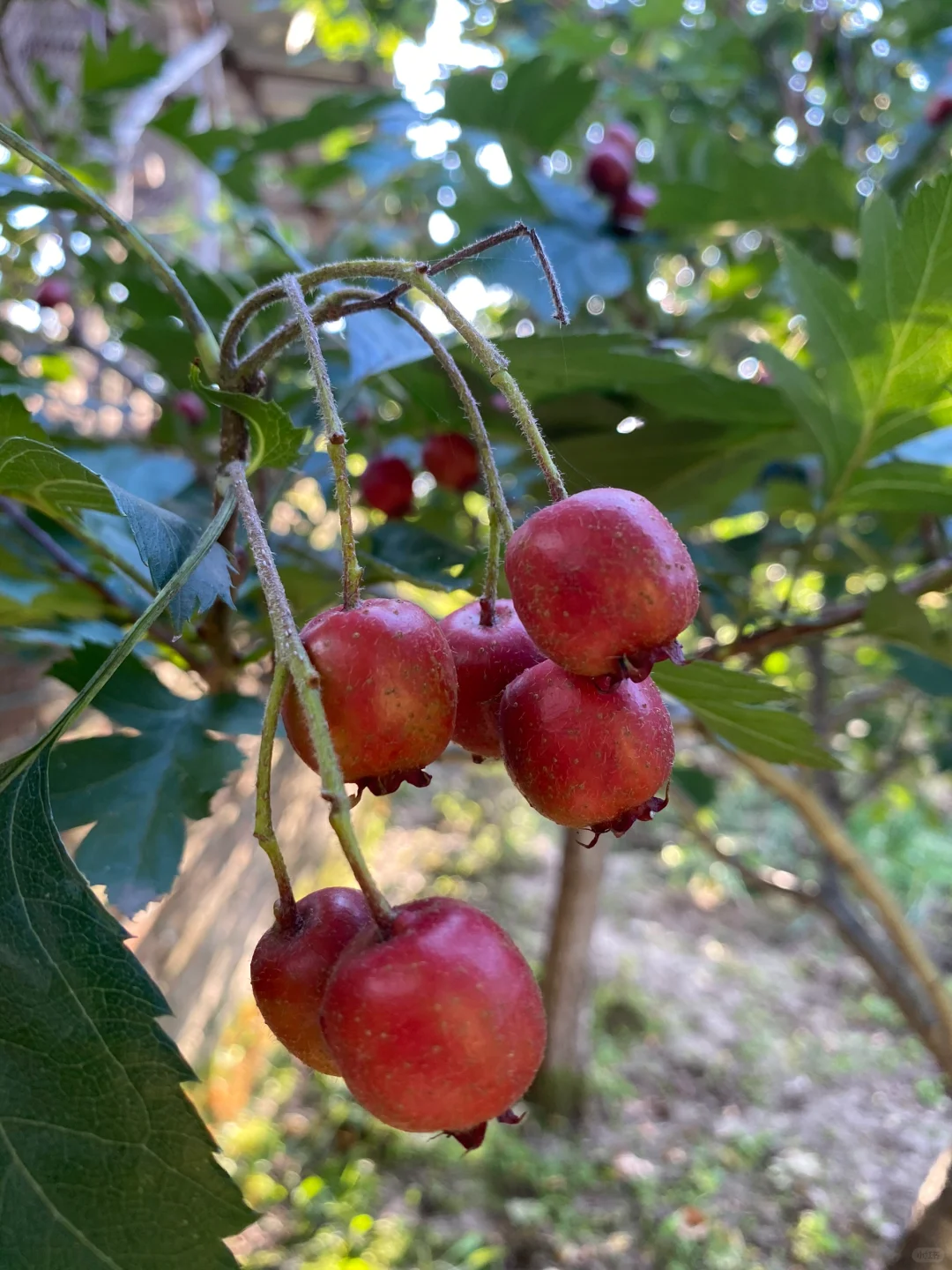 山楂熟了😋