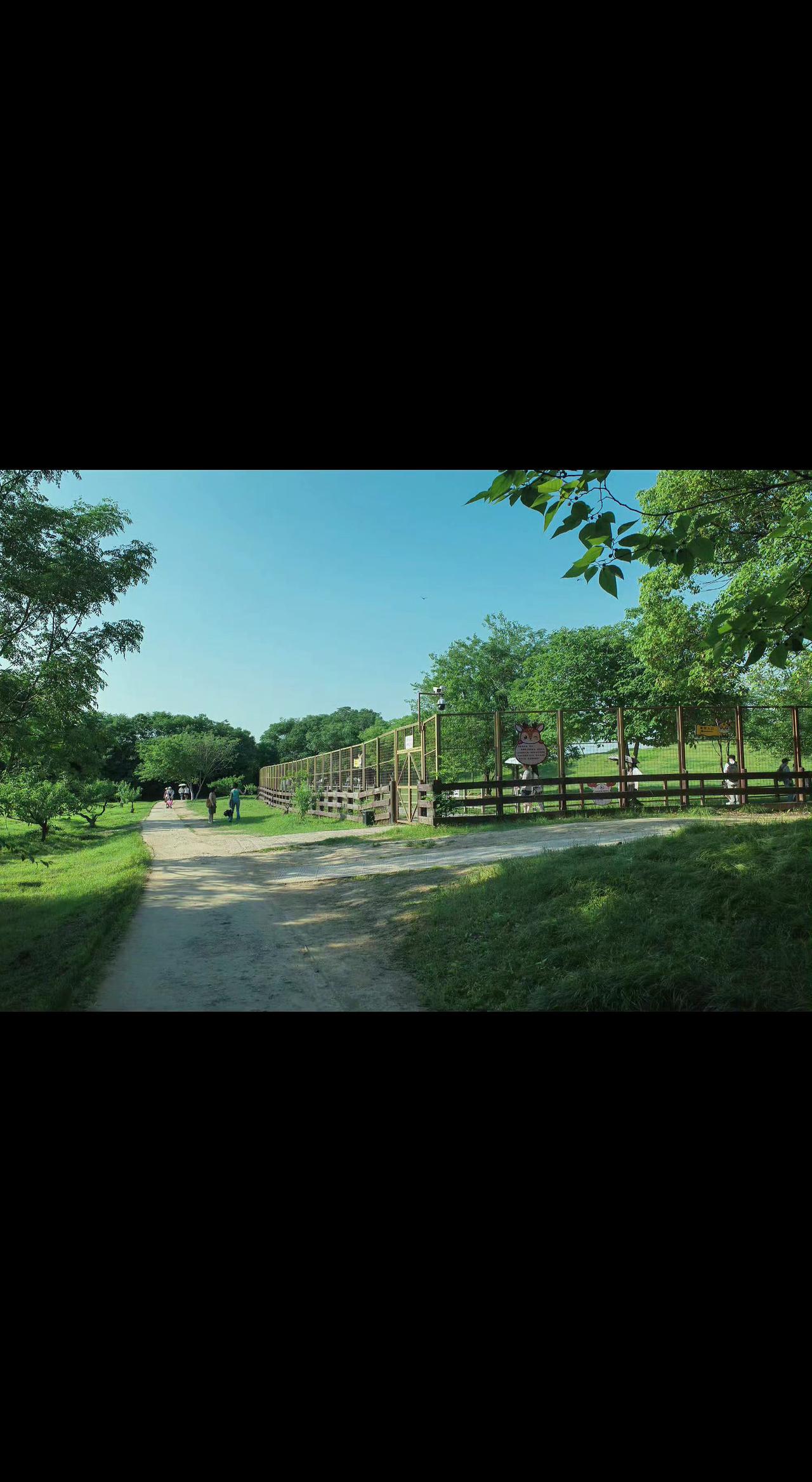 🌿阳光把树影织成网，蝉鸣在风里打了个结🎶 岔路尽头藏着夏天的秘密～