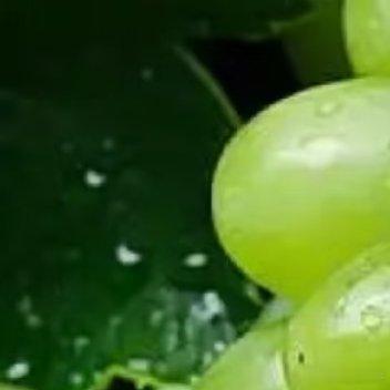 青提的种植方法深耕作：选择排灌方便、土壤肥力较好、通风、光照好的地块。 深翻使土