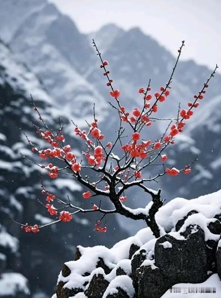 半盏清茶听夜雨，求下联下联 ：一支红梅傲雪峰。