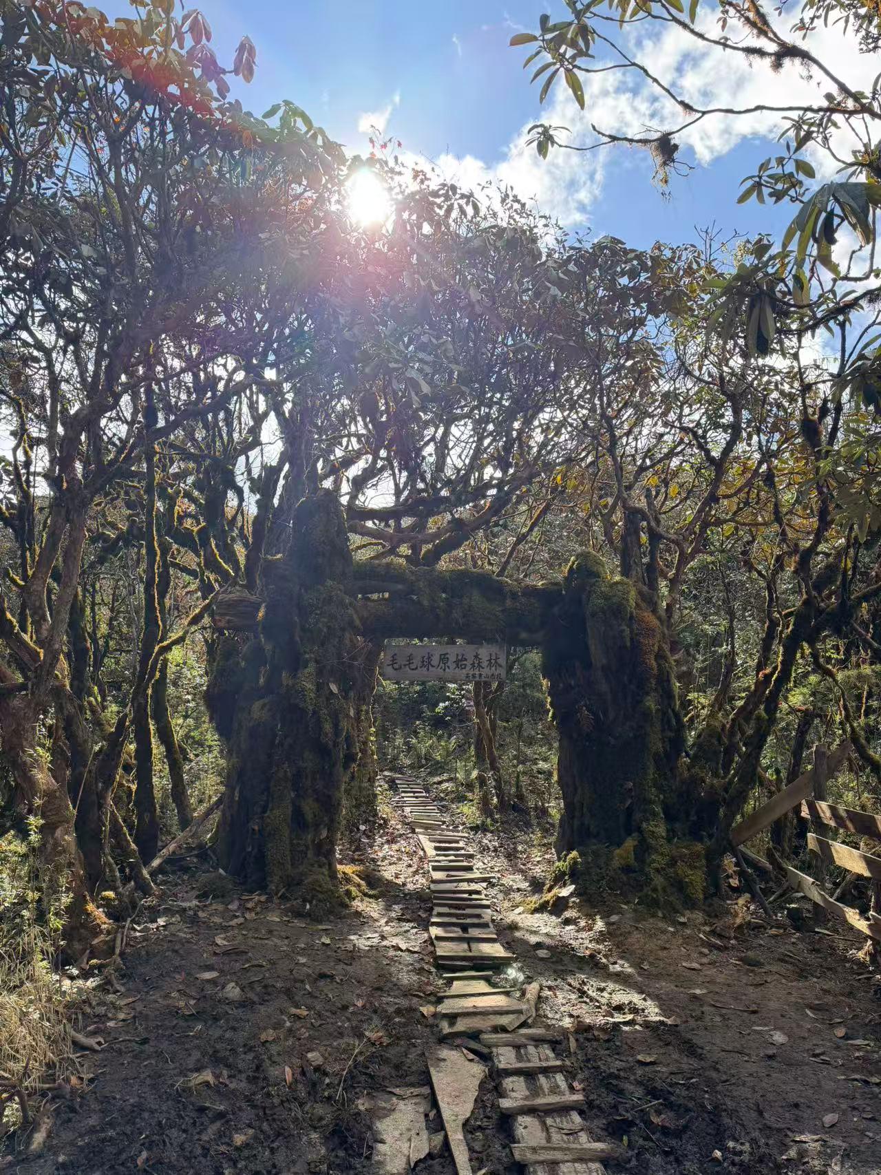 高黎贡毛毛球原始徒步
踏入高黎贡的“毛毛球森林”时，才懂何为“一步一景皆秘境”。