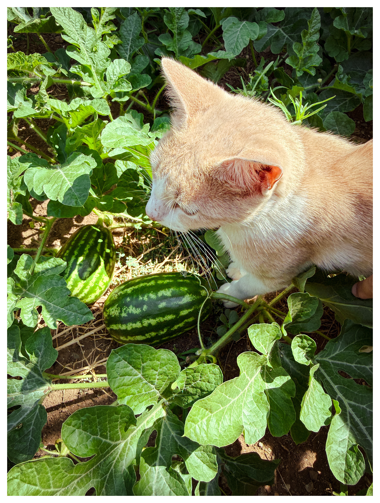 猫咪的夏天 