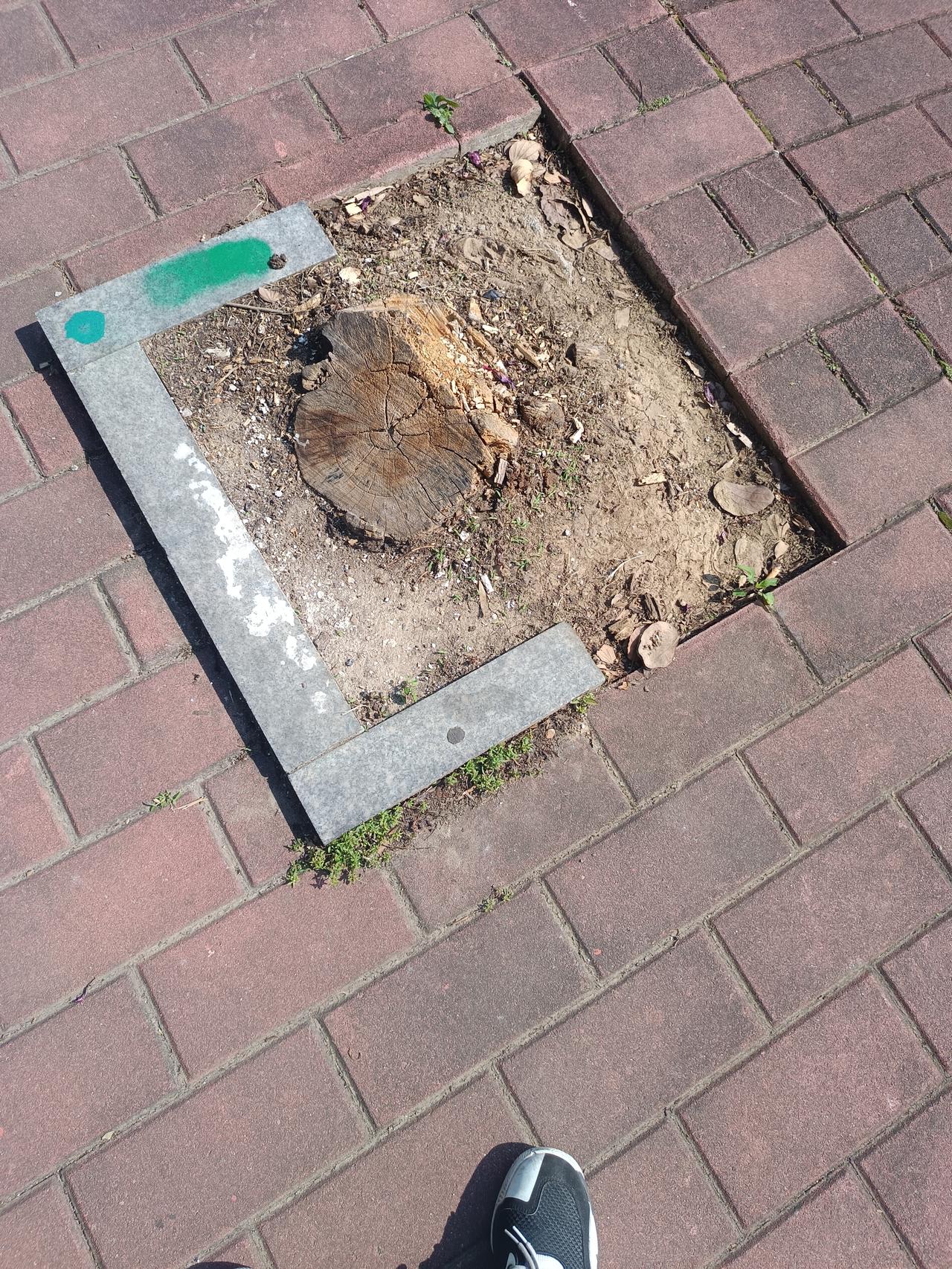 你敢相信吗？
这里就是中心7天，但是里面有一个树桩
他年龄好像都已经有20多年了