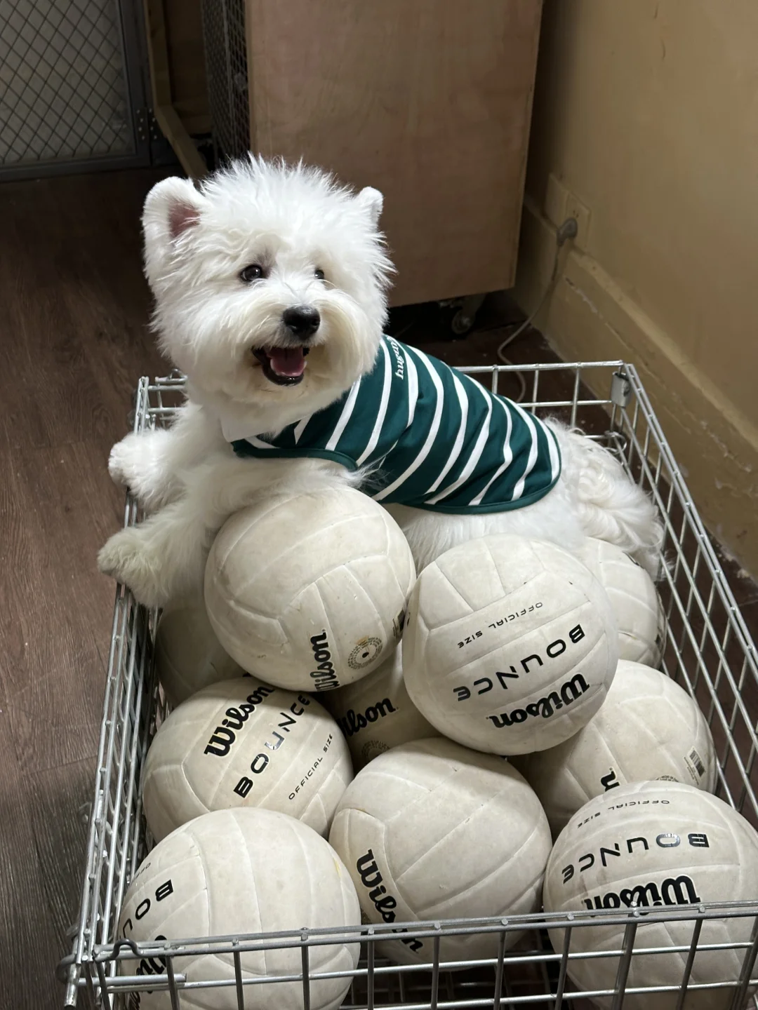 是小狗炒爱的球球🎾