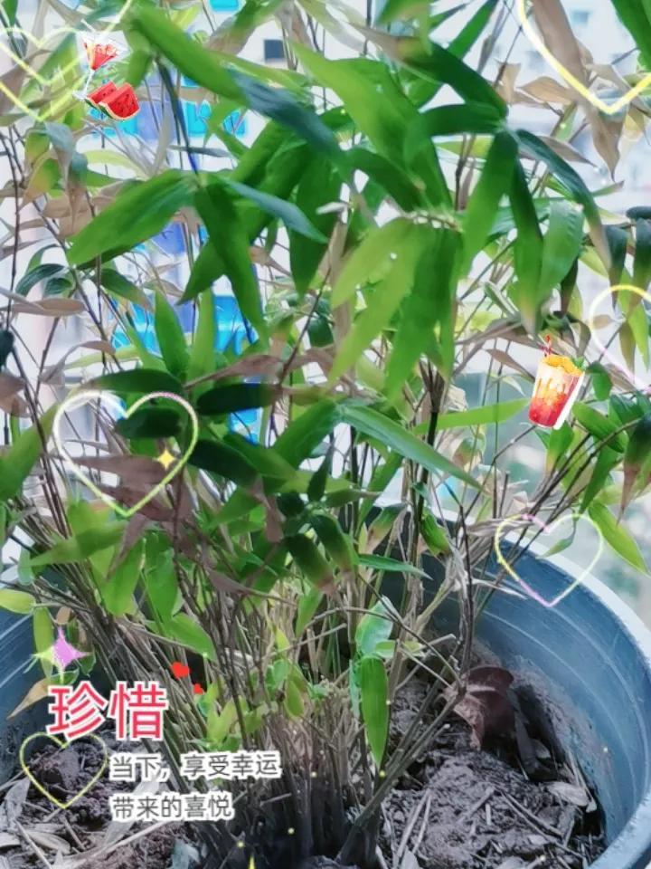 我的2025年度总结这年是这么多年最难的一年，有病损财苦力，就像有把大铁锤，要锤