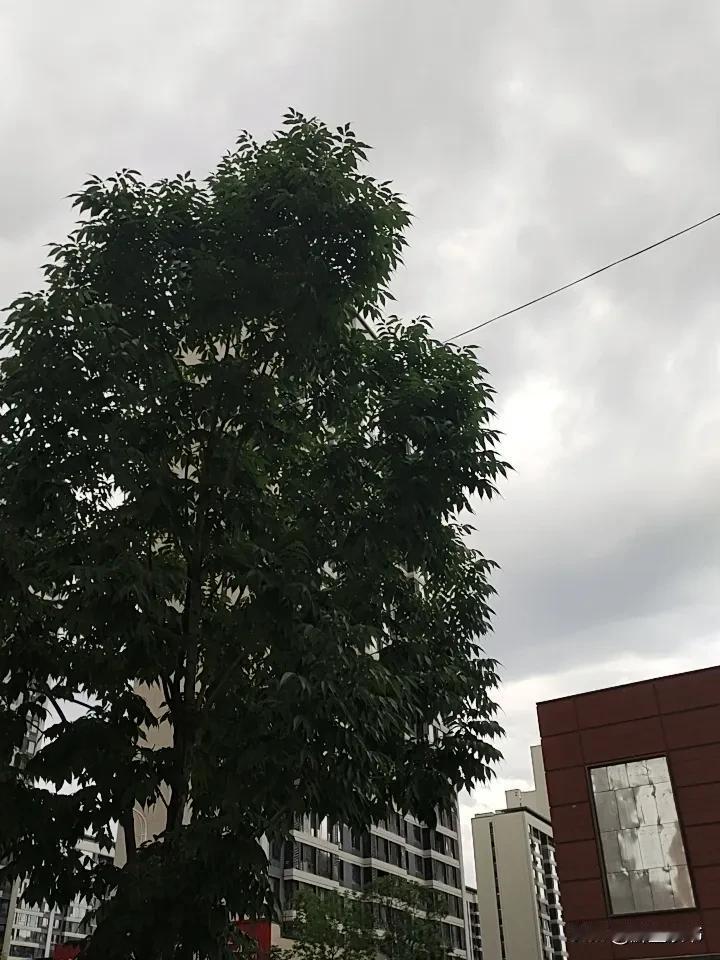 人这一生，
要学会偏爱自己，
做个寡淡之人，
远离是非纷争，
不怨怼，
不将就，