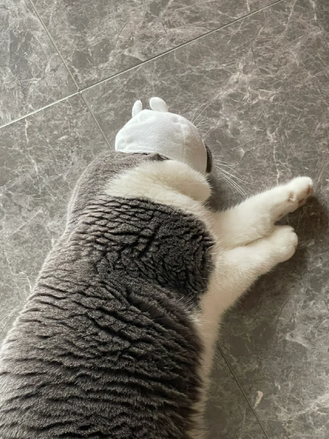 我真的没有在虐待小猫咪😭