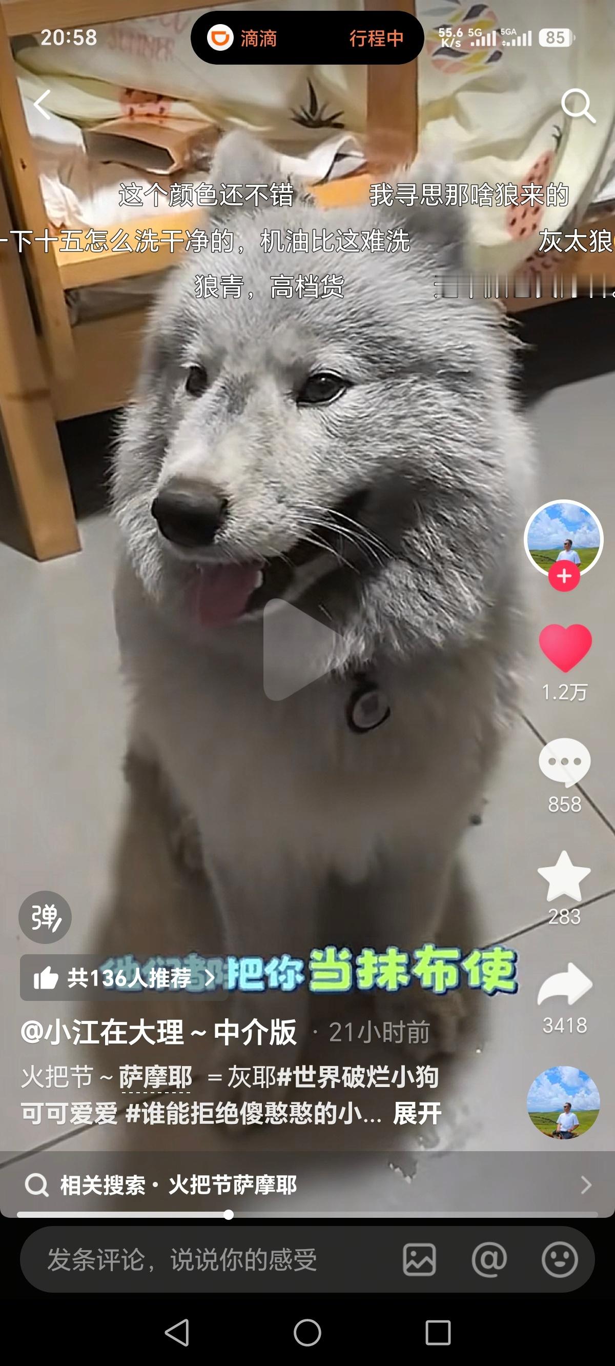 火把节不要带白色的狗去哈哈哈哈 