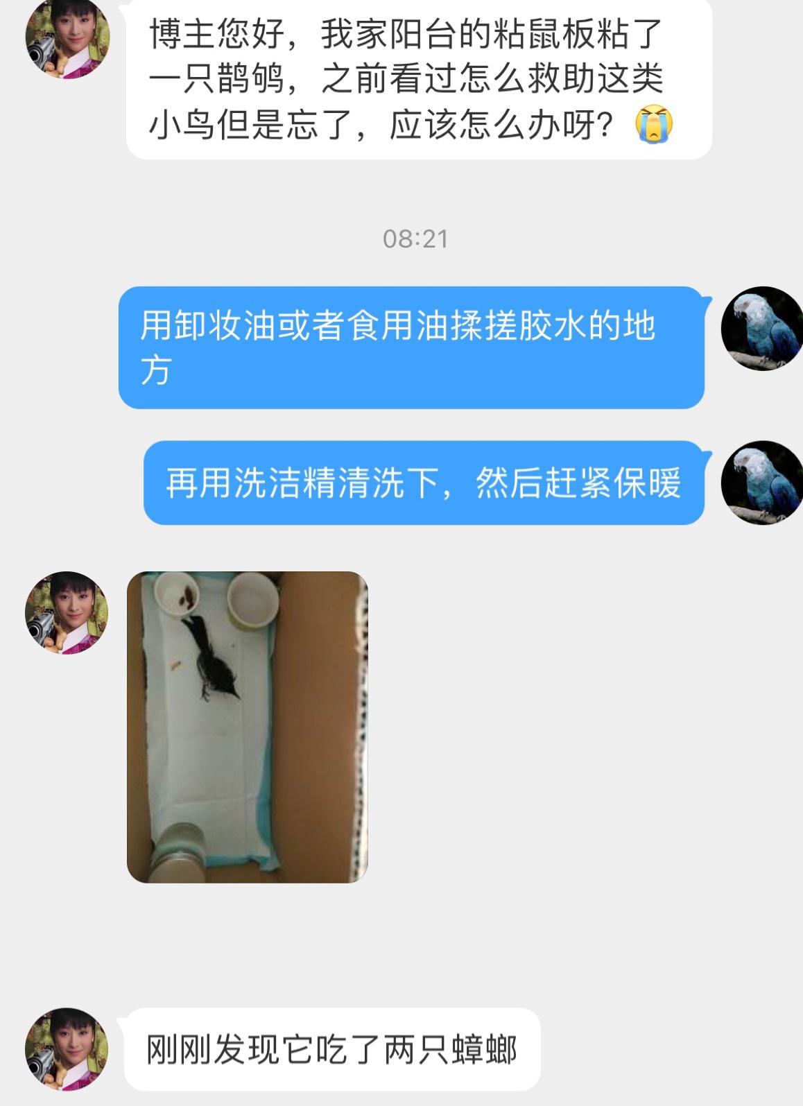 #鸟粉投稿# 扑在粘鼠板上的【鹊鸲qú】想吃上面的小虫子，结果把自己搭上了胶水处