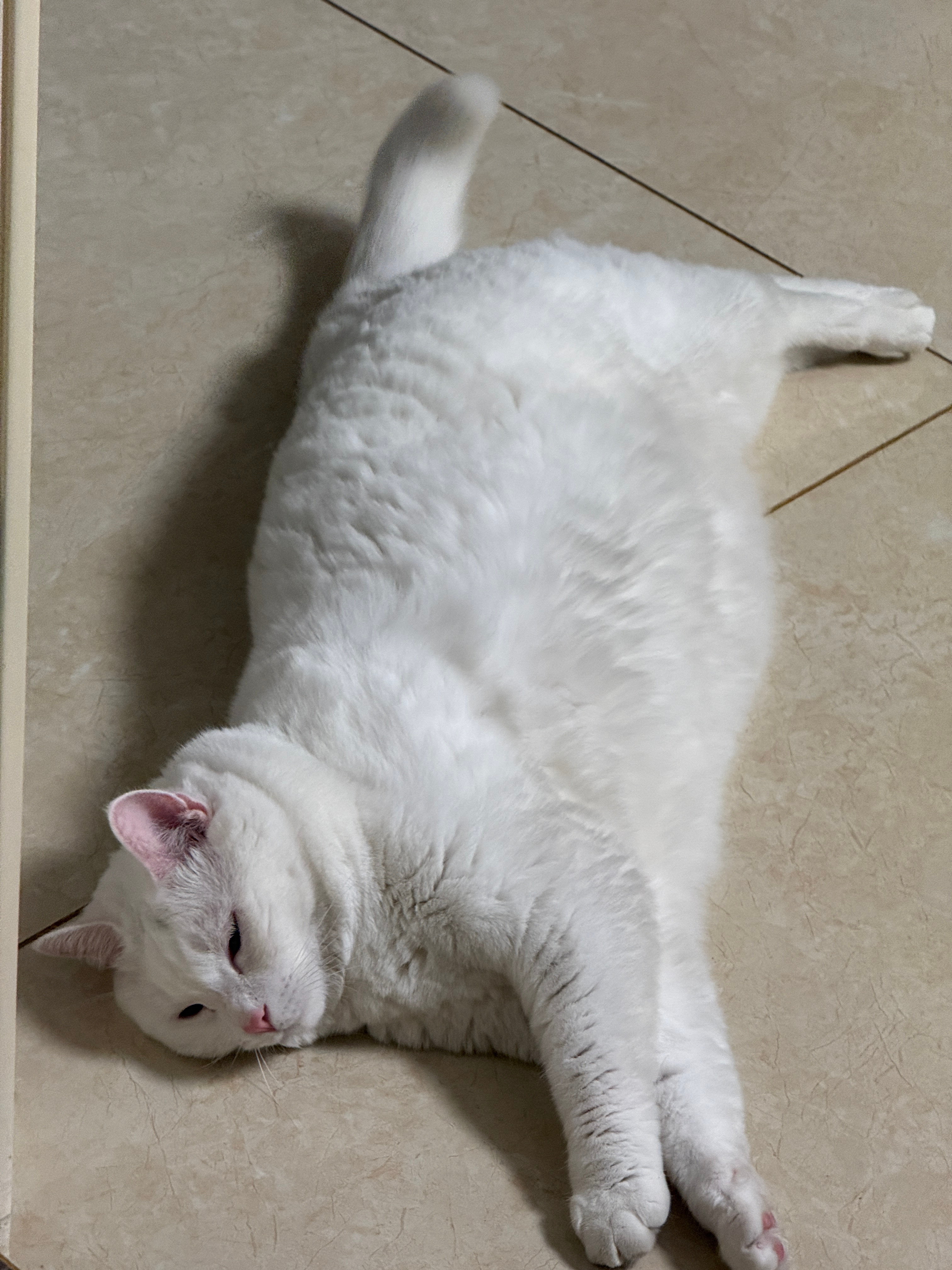 非要睡臭鞋，猫藓了吧，带上圈又不乐意，气死我得了！ 