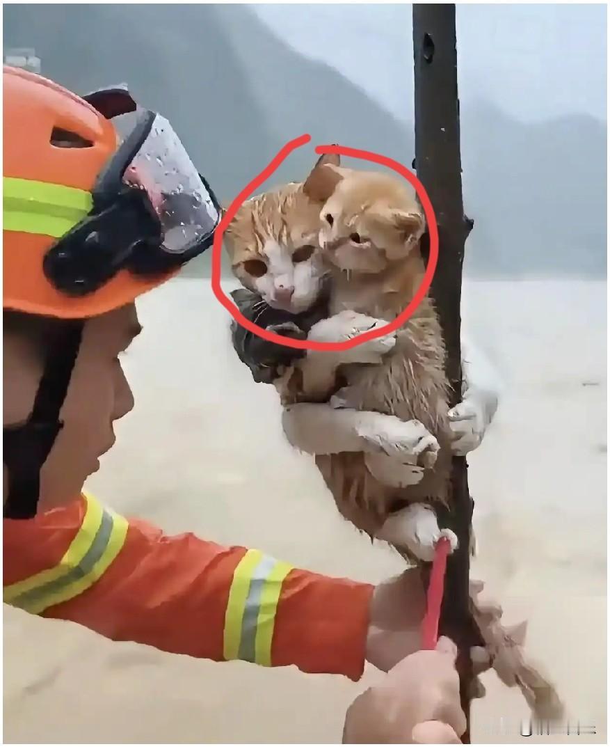 看着消防员救下那只流浪猫，我一下子破防了。

洪水涨得那么快，那棵细树苗被冲得直
