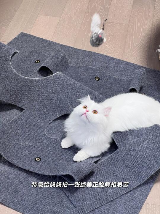 猫咪留守空房两周以上怎么做？心得分享