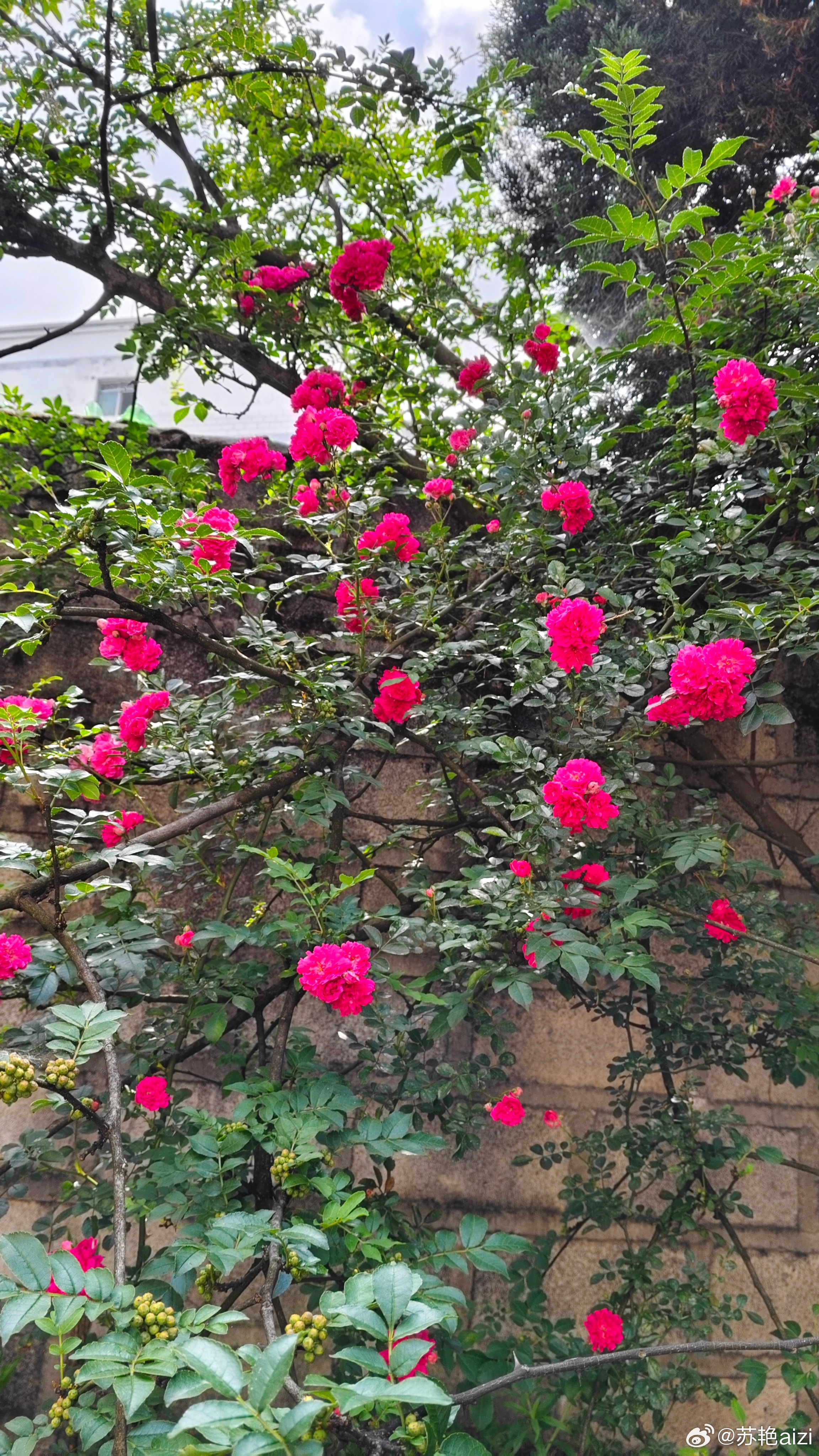 年纪大了，就喜欢拍一些花花草草 
