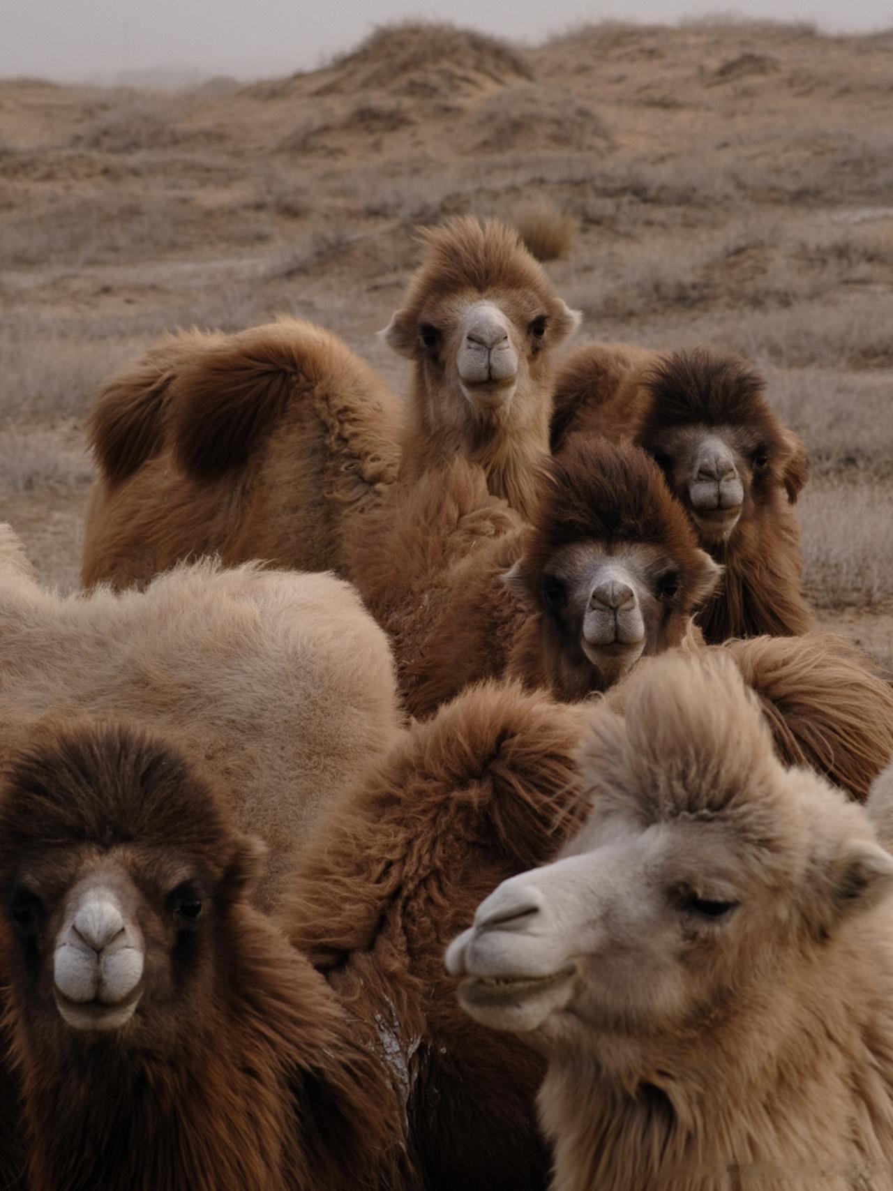 #当骆驼见到芜湖来的显眼包#哇趣！头一次在安徽见到这么可爱的骆驼，咱就是说对可爱