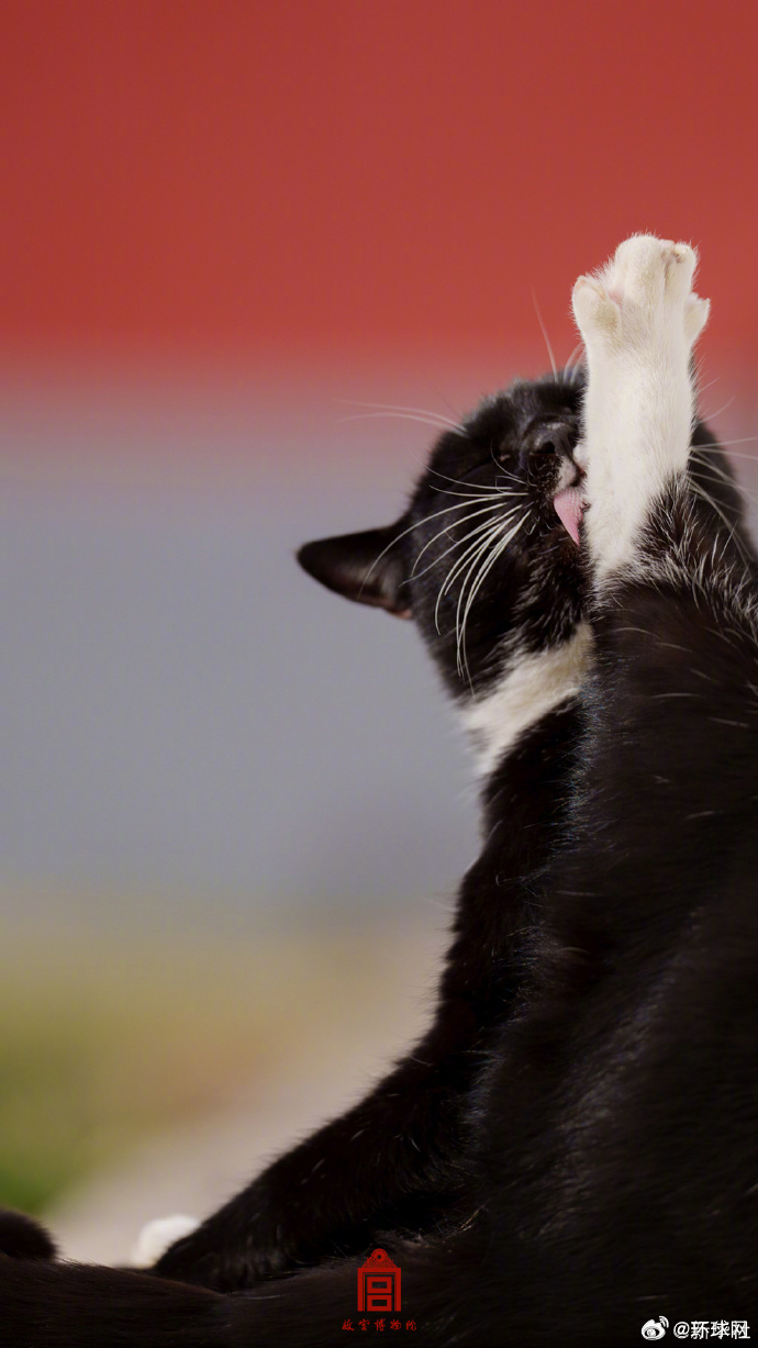 【#你要的故宫猫咪壁纸上新了#】#故宫的猫是冬日的猫茸茸#，可可爱爱↓↓一组超萌