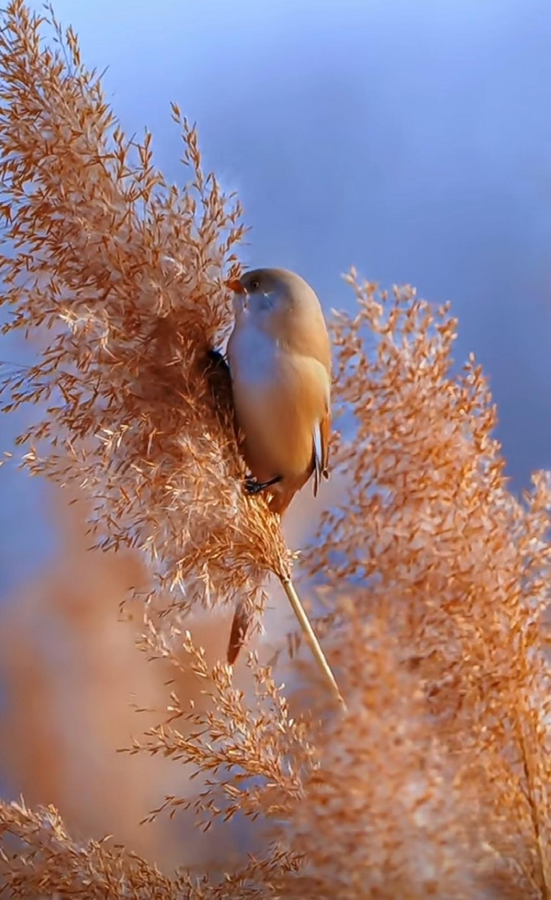 在你人生中的艰难时刻，在你不顺的时候，他会以各种各样的方式来帮你度过难关。
可能