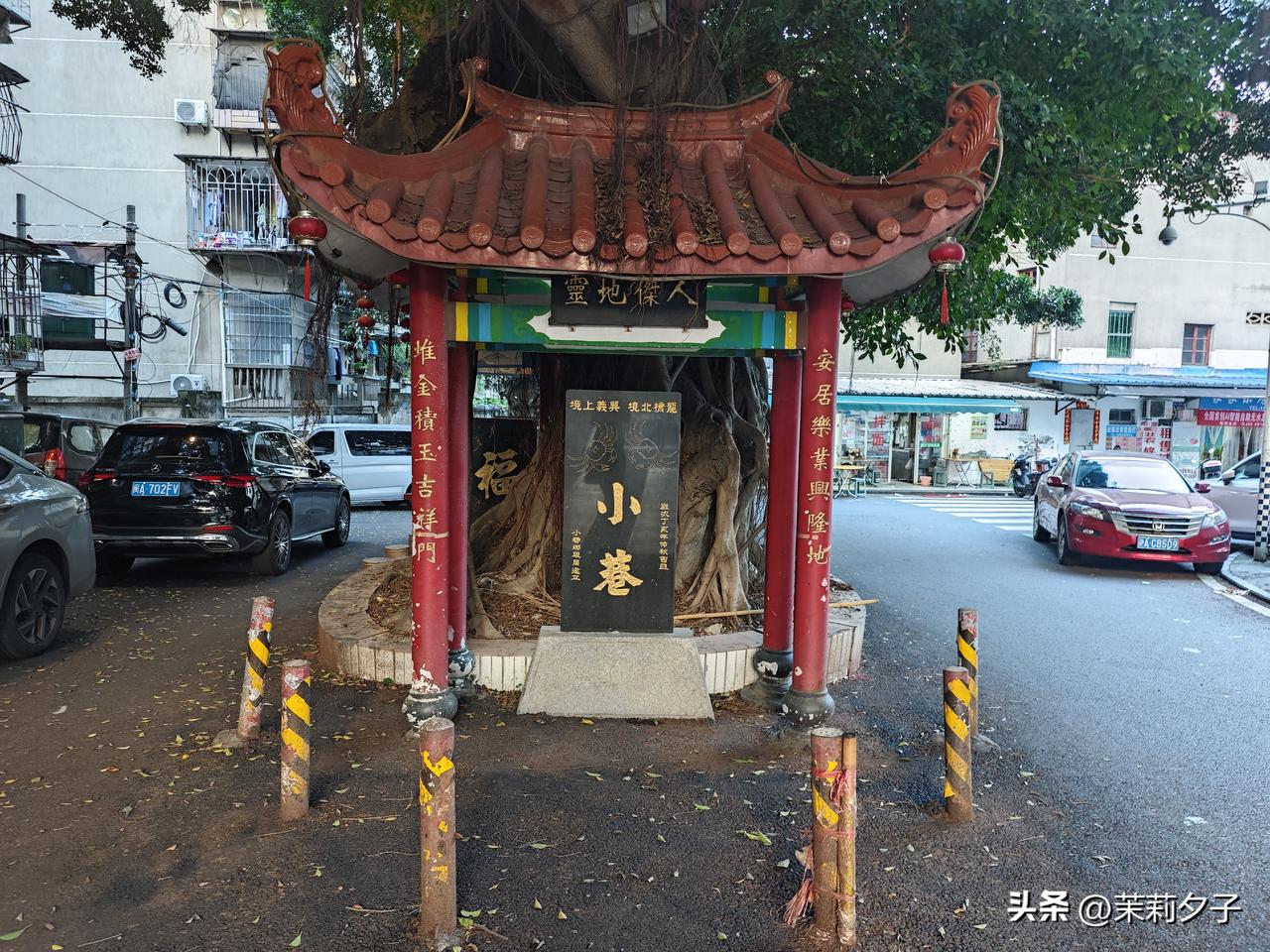 隐在福州仓山错落交织的老巷深处，仙居亭静静依偎着百年古榕，这株古树获评古树二级保