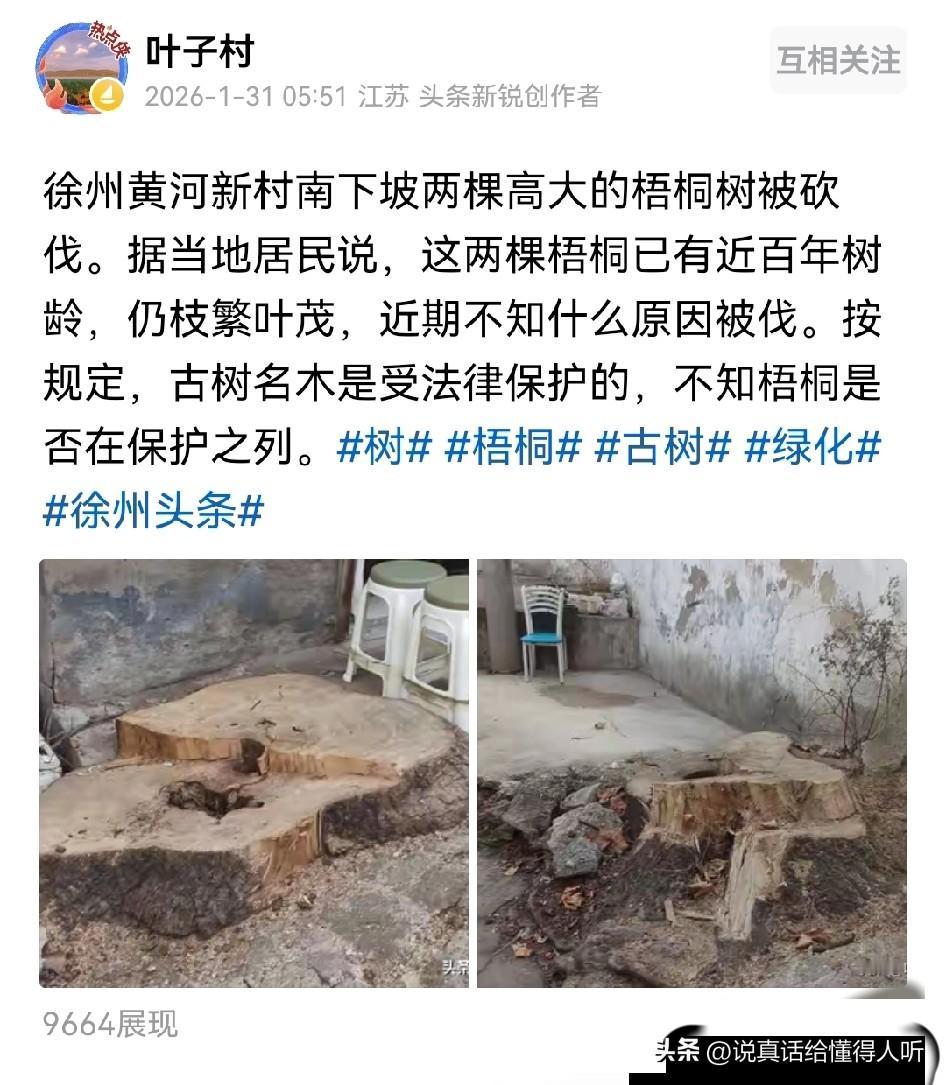 徐州这种乱砍伐大树古树，财运人气和灵气都没了[祈祷]