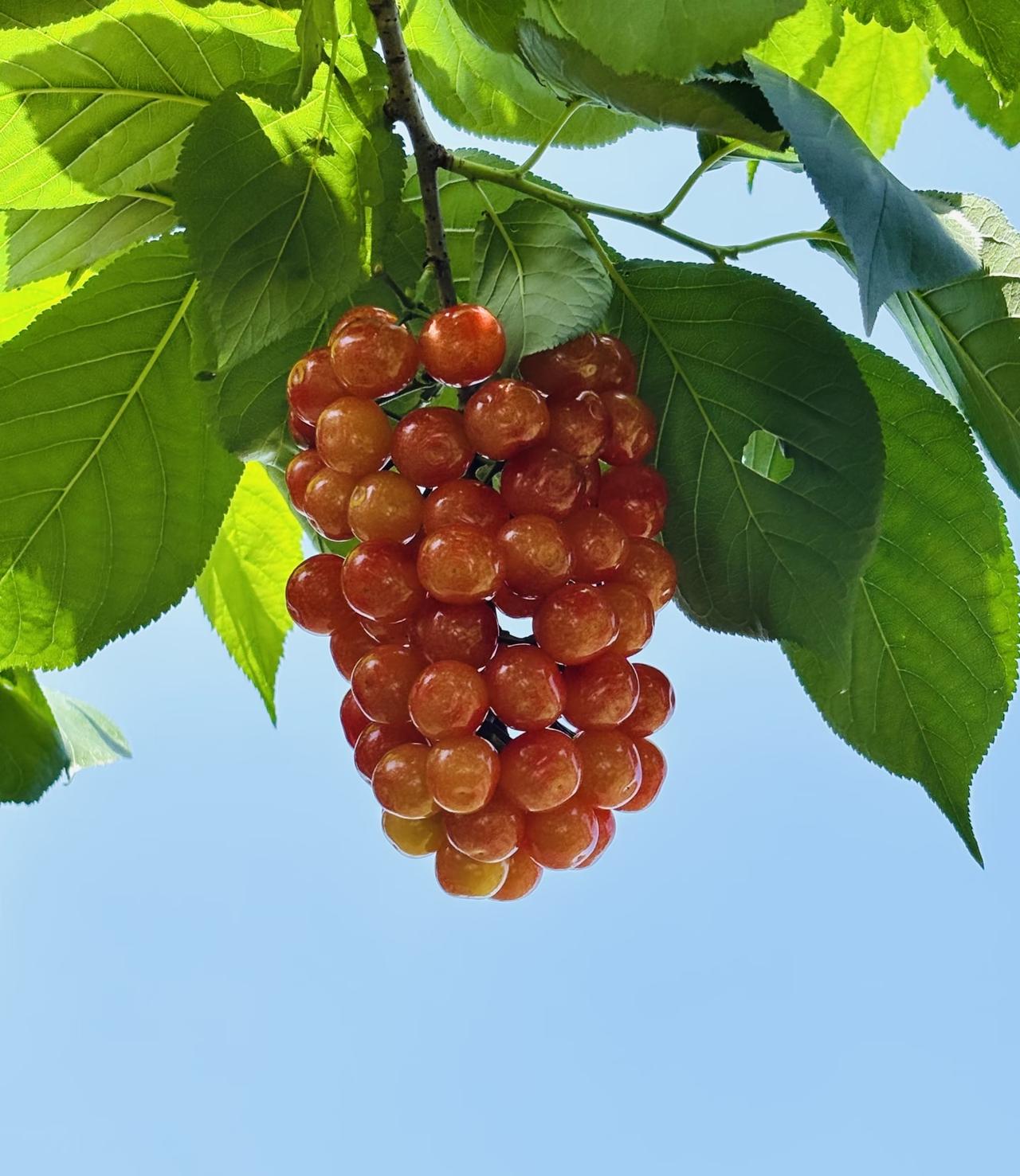 你闻到夏天🔆😅💦的味道了没有？