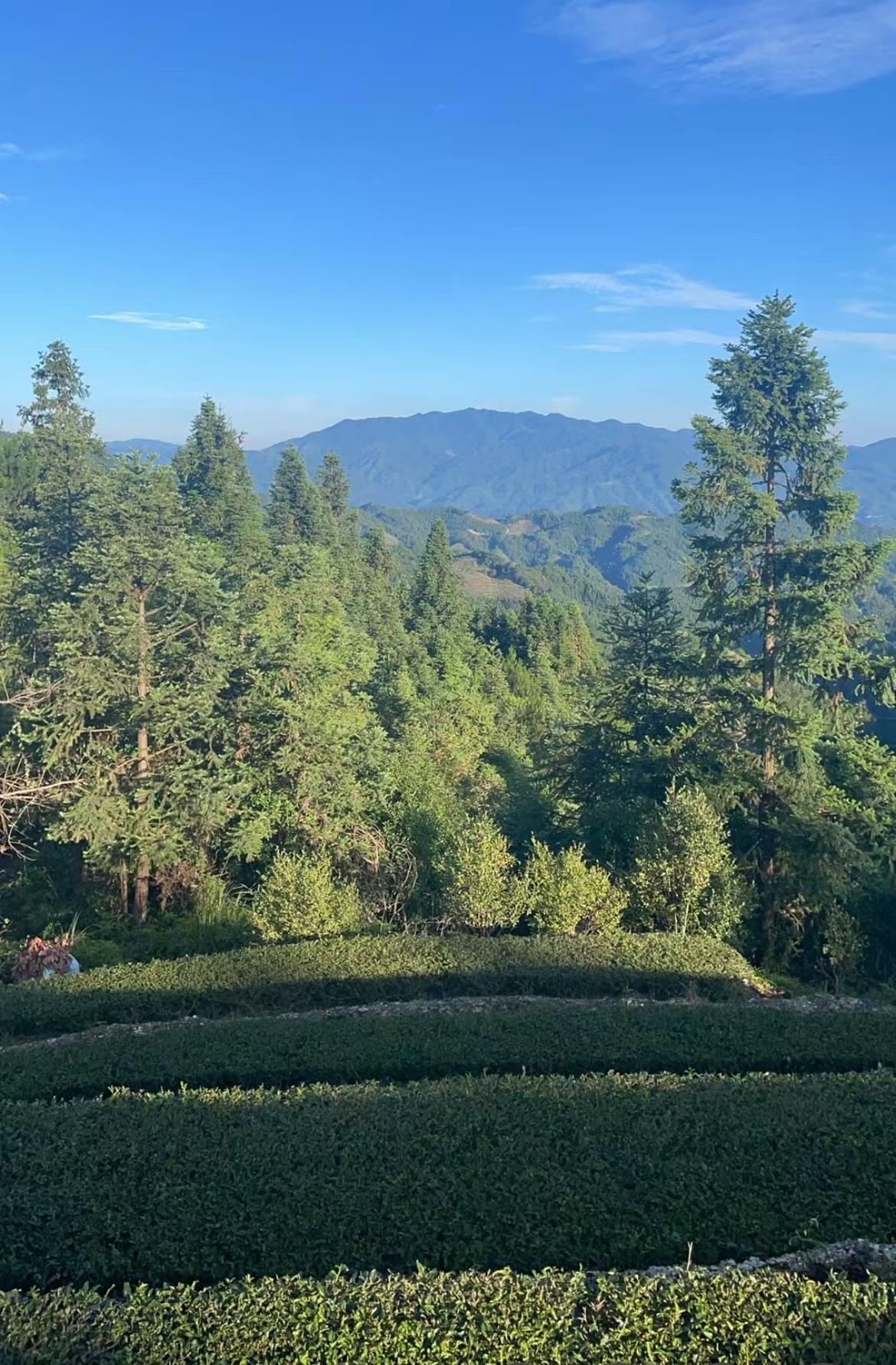 备受关注台风“巴威”会经过福建吗？
这几天天气很炎热
温度一天比一天更高
一个茶