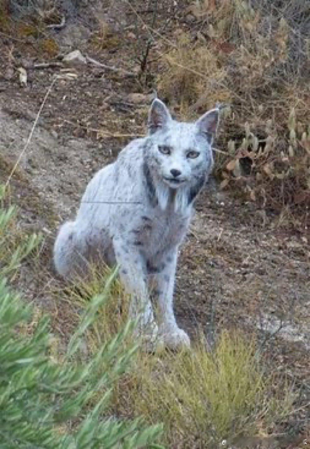 【黄金时代】西班牙的一项重大发现西班牙年轻摄影师安赫尔·伊达尔戈拍摄到了伊比利亚