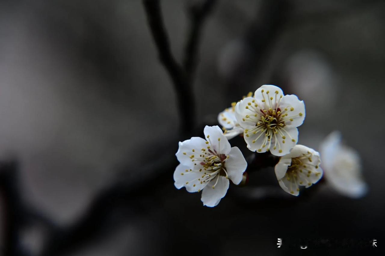 梅
以下是一些与“梅”相关的诗词：
 
《梅花》——王安石
 
墙角数枝梅，凌寒