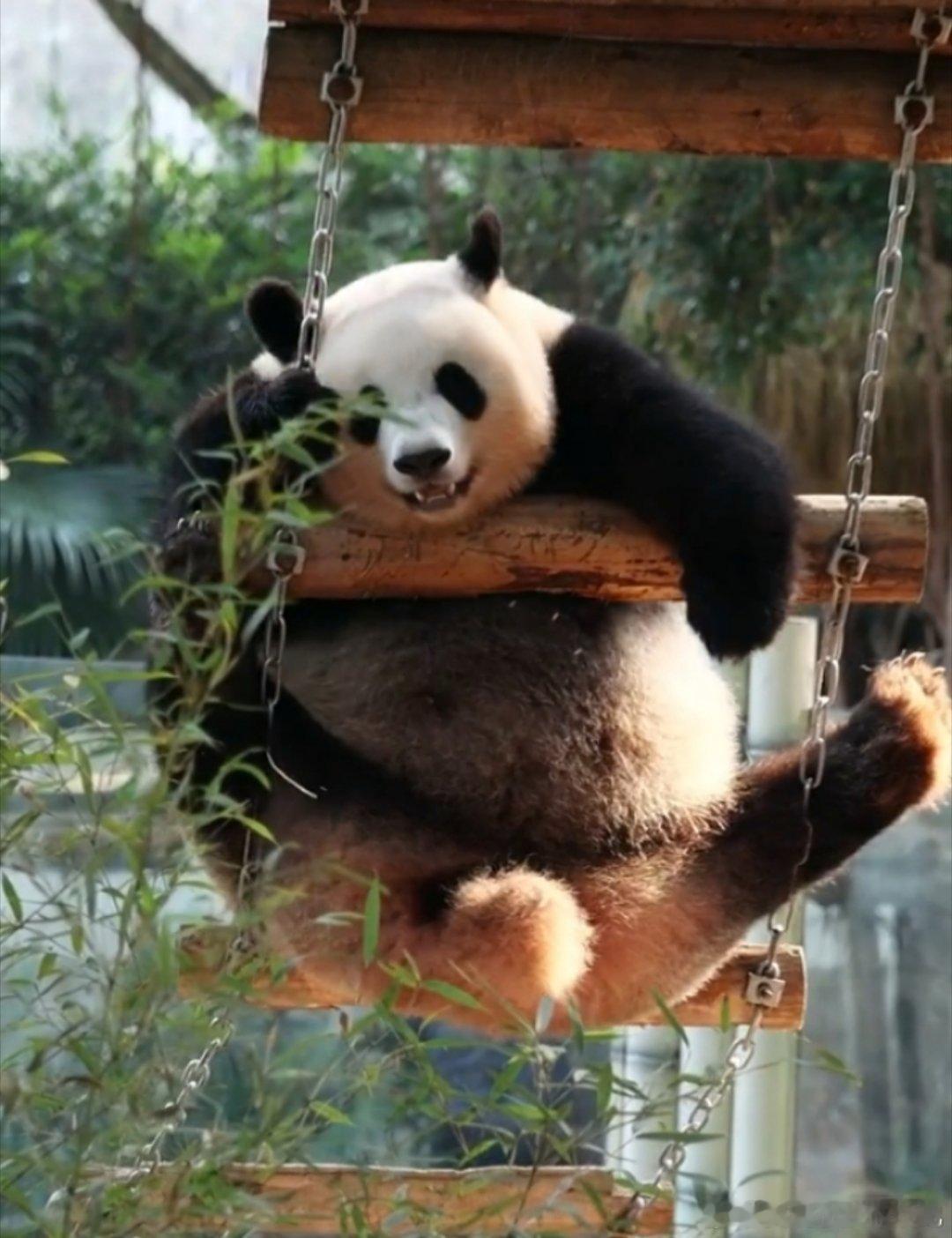 良月也太可爱了吧！小月亮该多可爱啊 