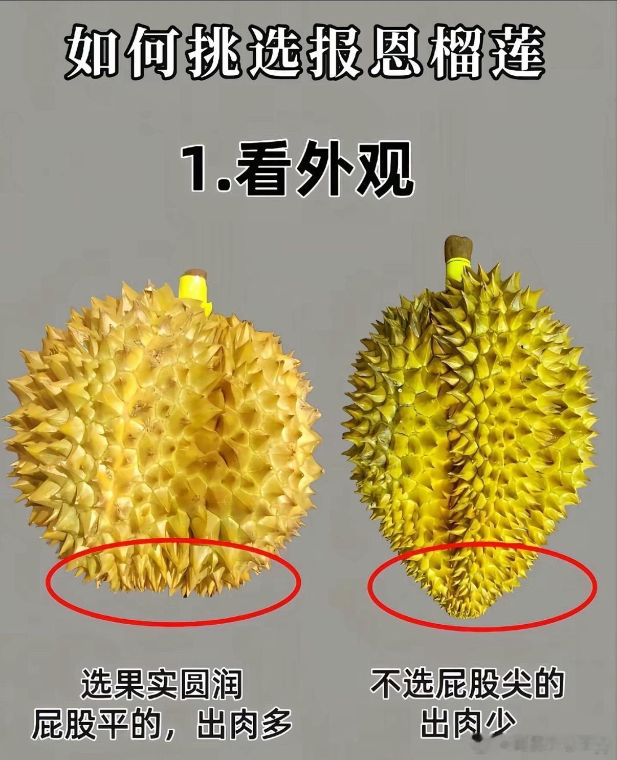 世界上最完美的榴莲出现了赶快看看怎么挑选“完美榴莲”（报恩榴莲）• 果肉：饱满金