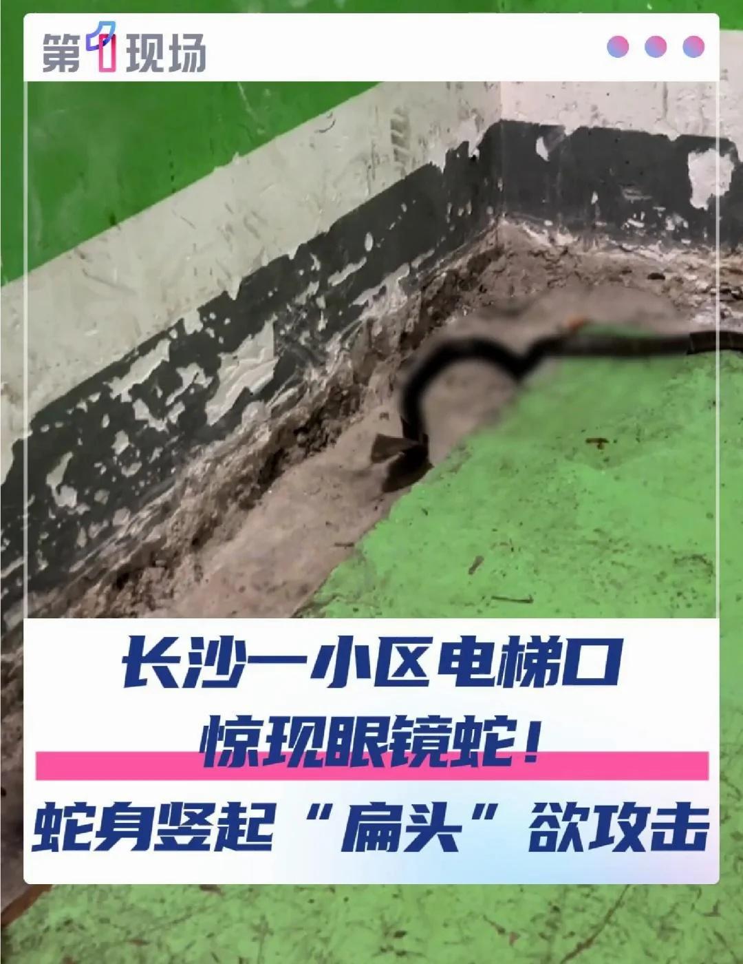 9月26日，湖南长沙，一小区地下车库出现眼镜蛇。徐女士称，她和家人接孩子时在电梯