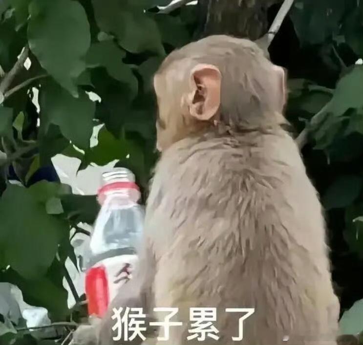 最尊重猴的剧组出现了 自古悟空大闹天宫成为经典，现在吗喽大闹众合带来全新看点，角