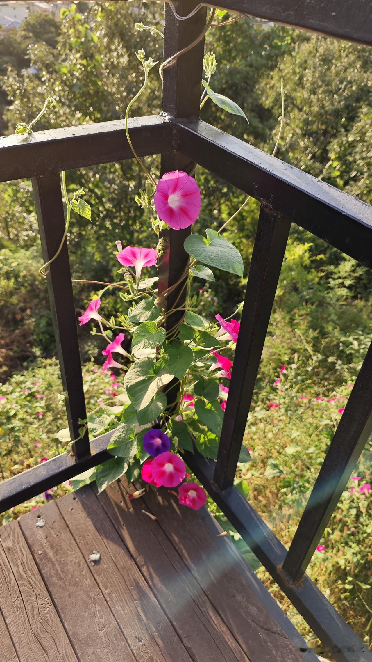 前几天本来想请朋友吃饭的。没想到后来朋友打电话告诉我。他为父亲请的保姆忽然回家了