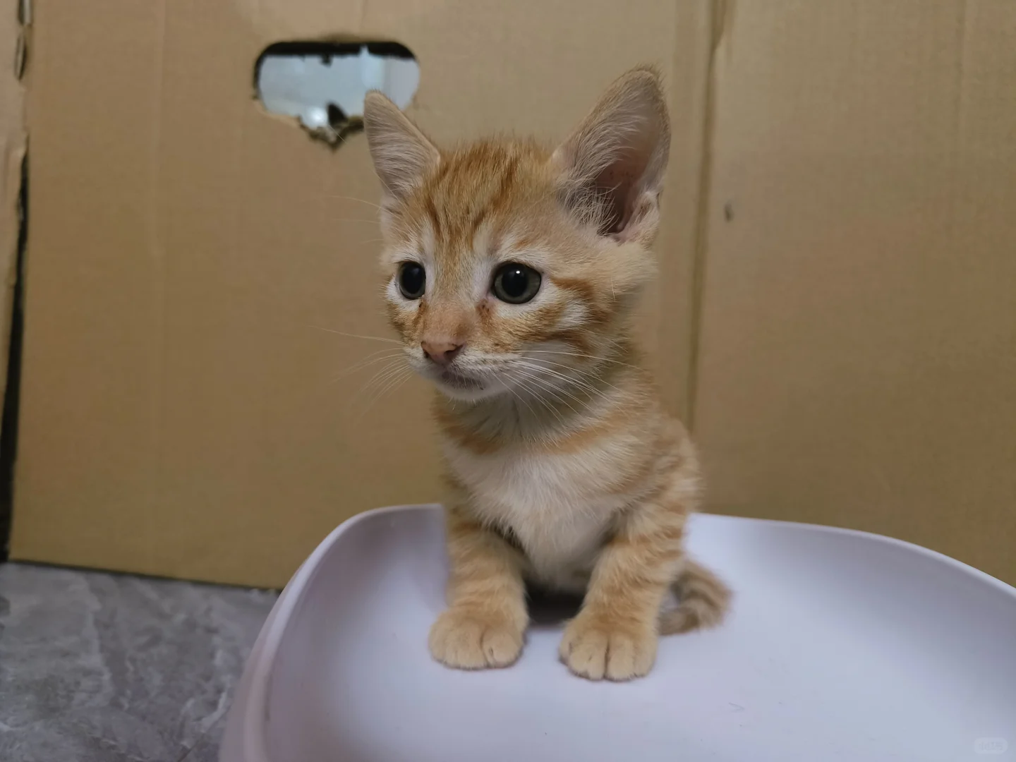 大数据把我推给想领养小猫的人