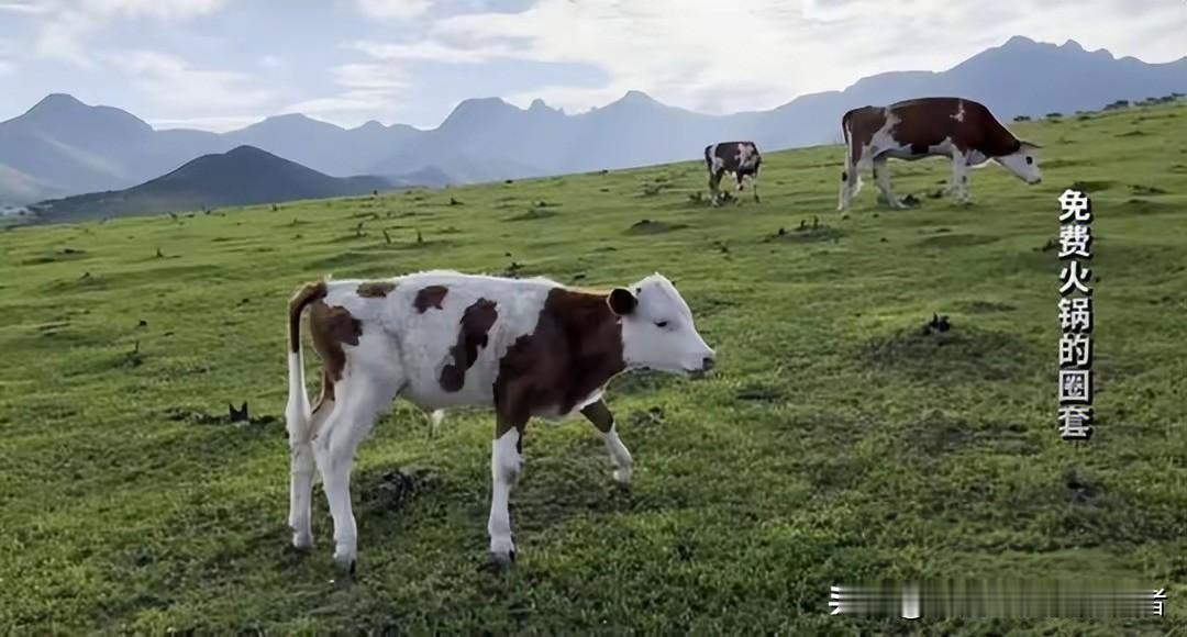 警惕！600多名老人被骗走4200万，“免费”背后藏着养老钱陷阱。

杀猪盘”被
