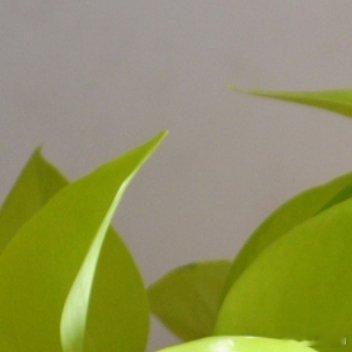 我饿了，果然诚实、可靠、幽默、风趣、温柔、善良、正义、可爱，不能当饭吃 