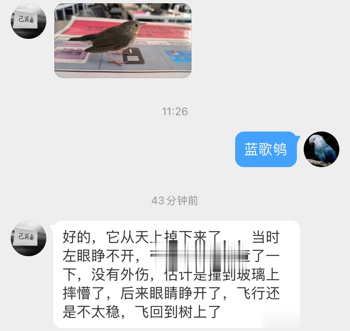 #鸟粉投稿# 天上掉下来一只【蓝歌鸲qú】应该是飞行的时候撞到了玻璃窗休息会后飞