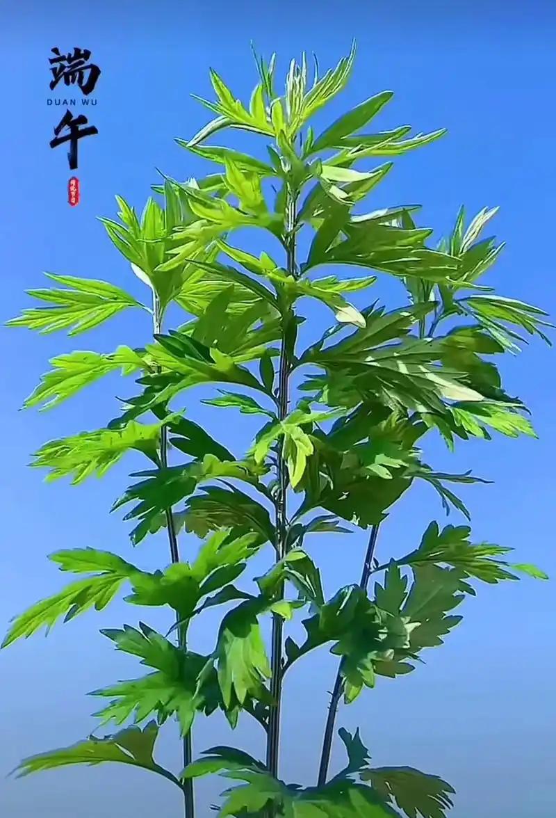 艾草这玩意儿，真能“链”动大产业，花样多到让人眼花缭乱！
就说社旗县，艾草采收季
