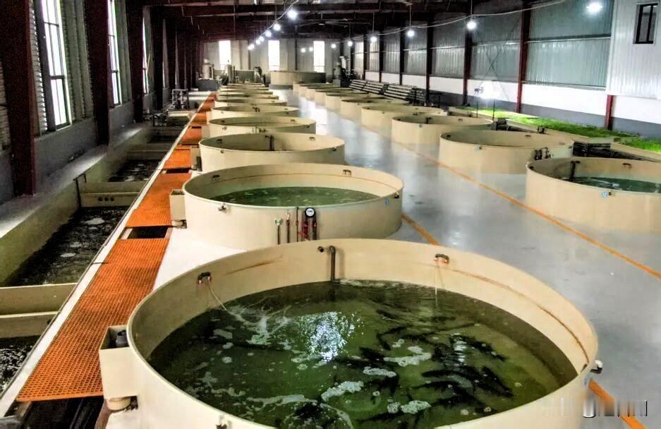 台州惊现“健身鱼”！每天游30公里，身价翻3倍！

台州路桥丰产数字渔场创新推出