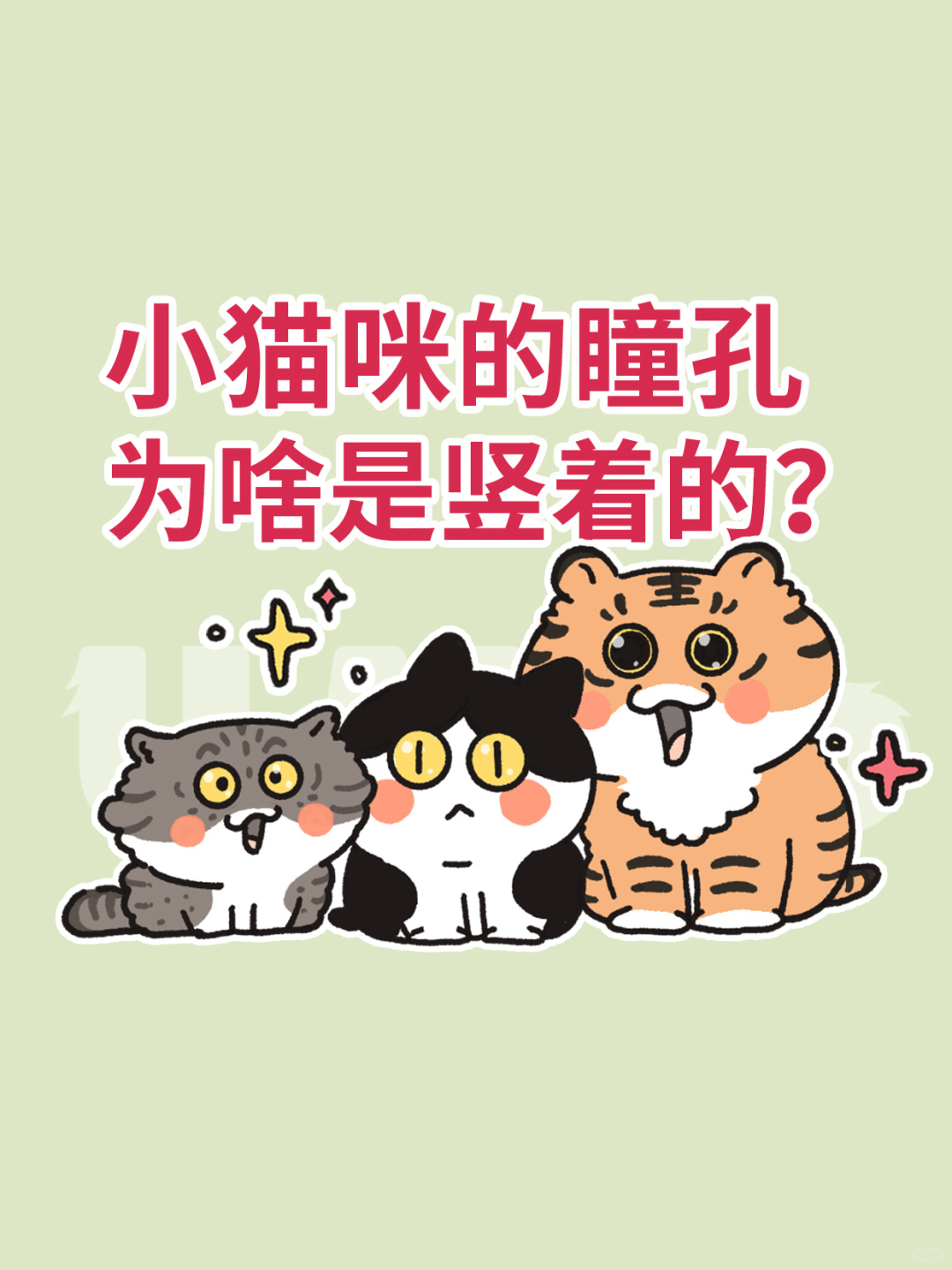 小猫咪的瞳孔为啥是竖着的？大老虎就是圆的