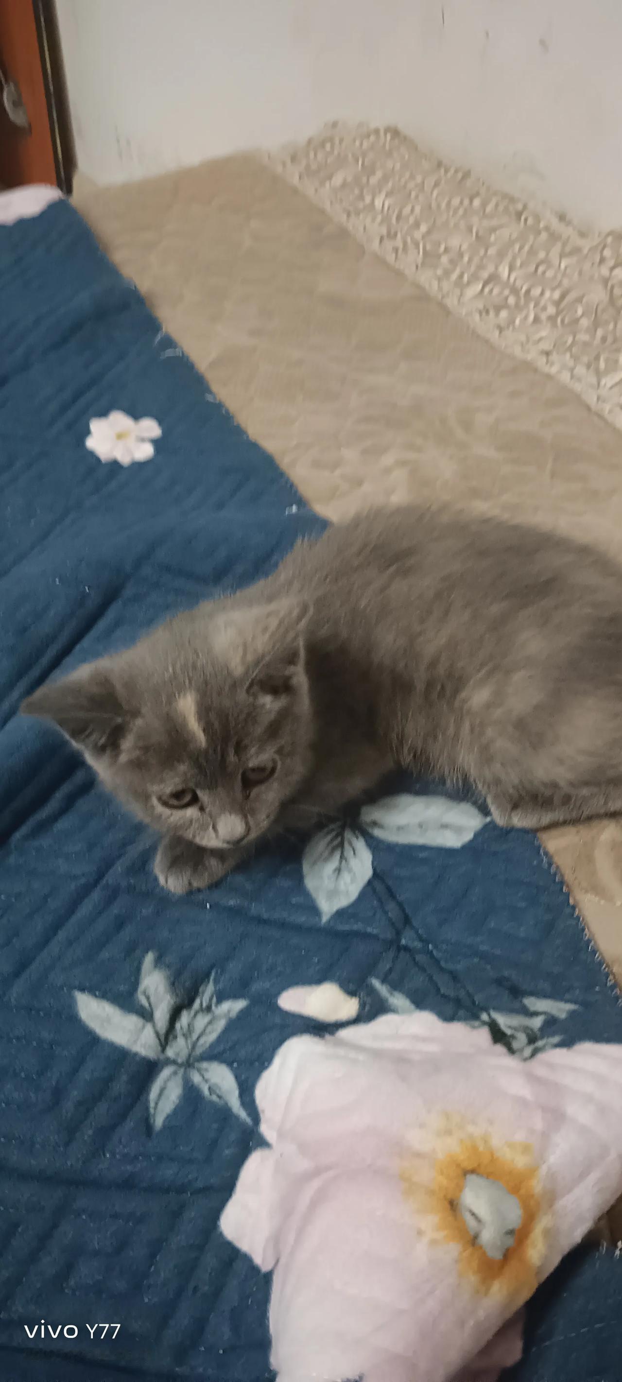#想看你们相册流浪猫的相片#真招人稀罕，[灵光一闪]老懂事了