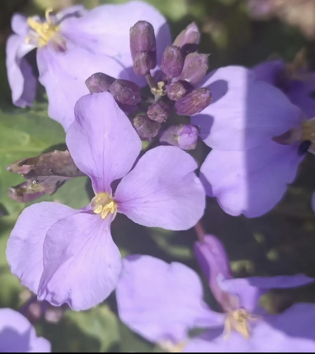 老叔头拍摄的花，和朋友们一起分享！