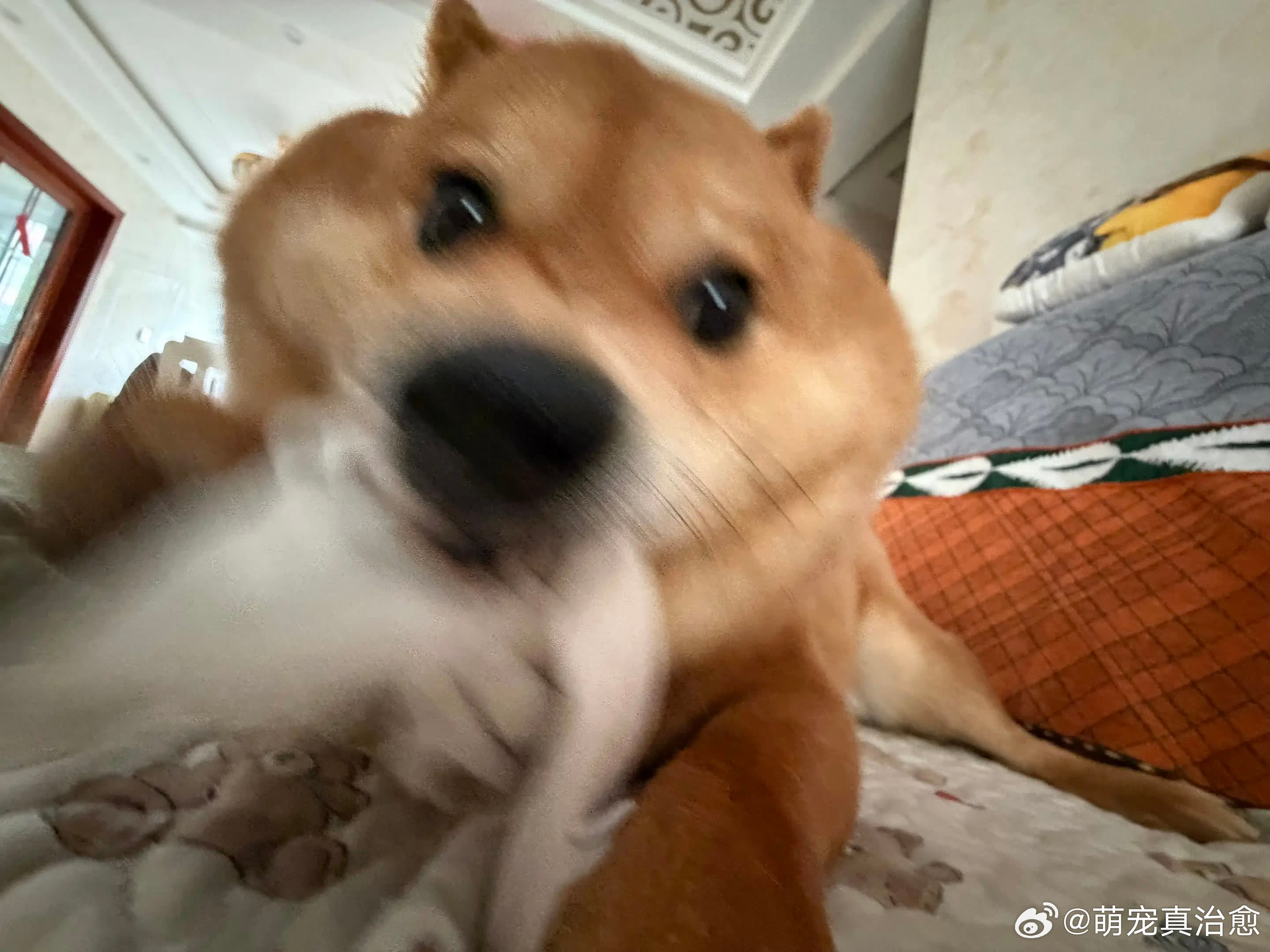 不回消息的下场。萌宠宠物