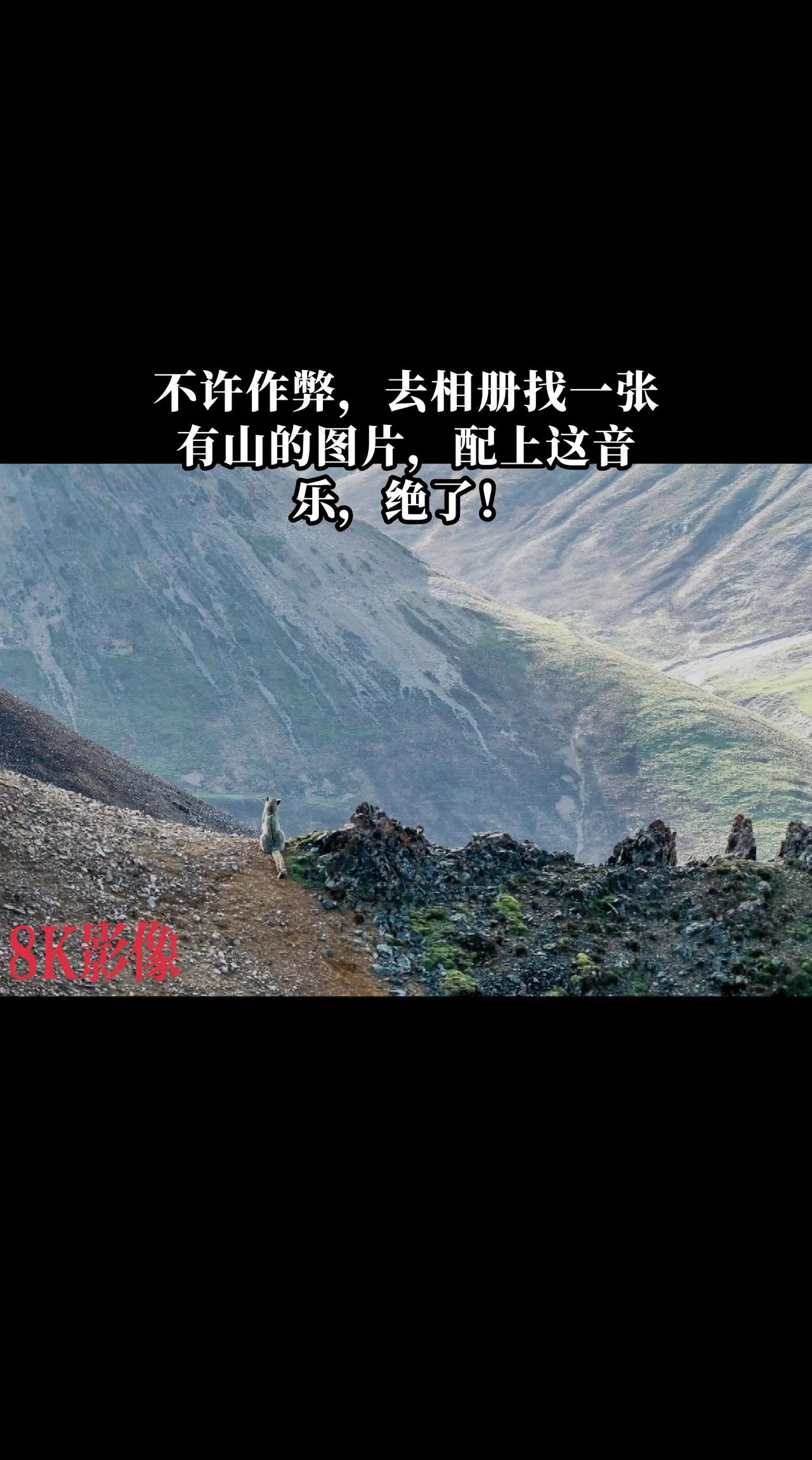 在祁连山腹地，雪豹静静的蹲坐在山脊之上，眺望着远方……

祁连山国家公园青海片区