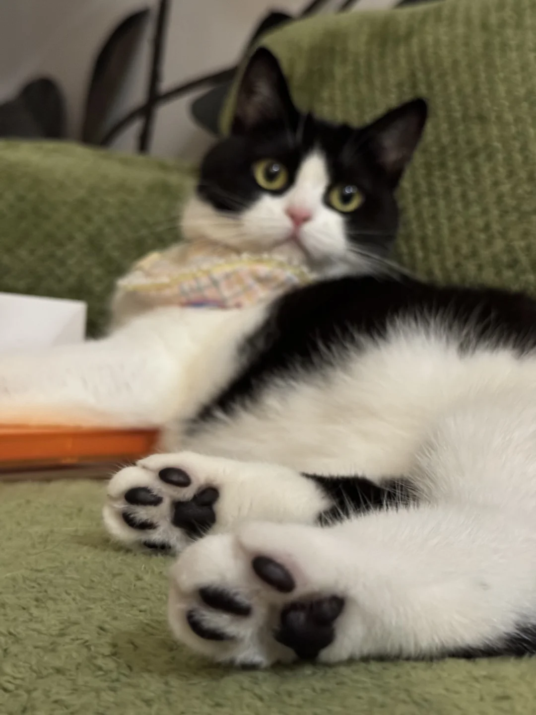 黑色的脚趾豆好可爱啊啊啊啊