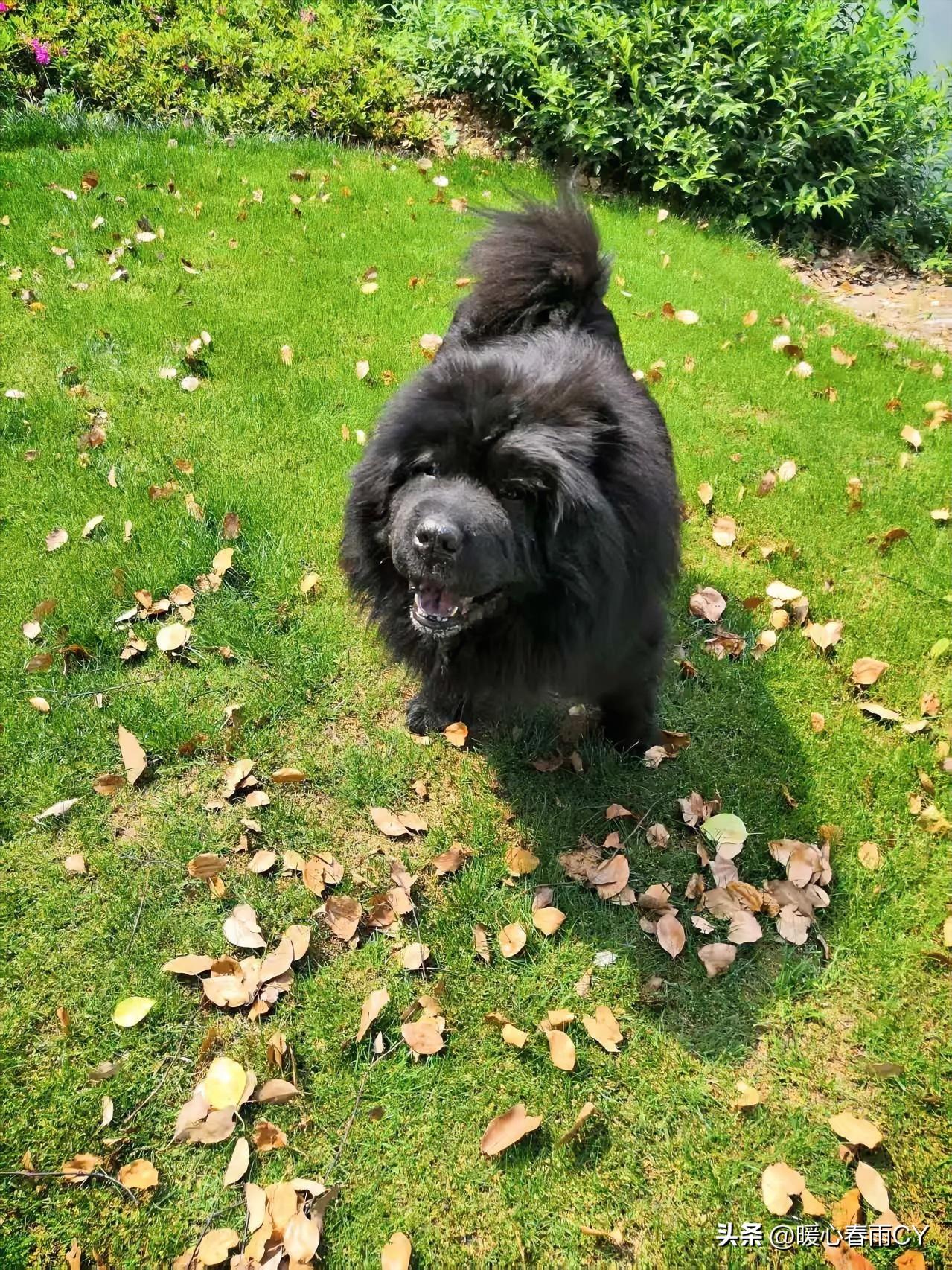 给我家19岁黑松狮的告别信

明天，
是你要好好休息的日子，
也是公公的忌日。