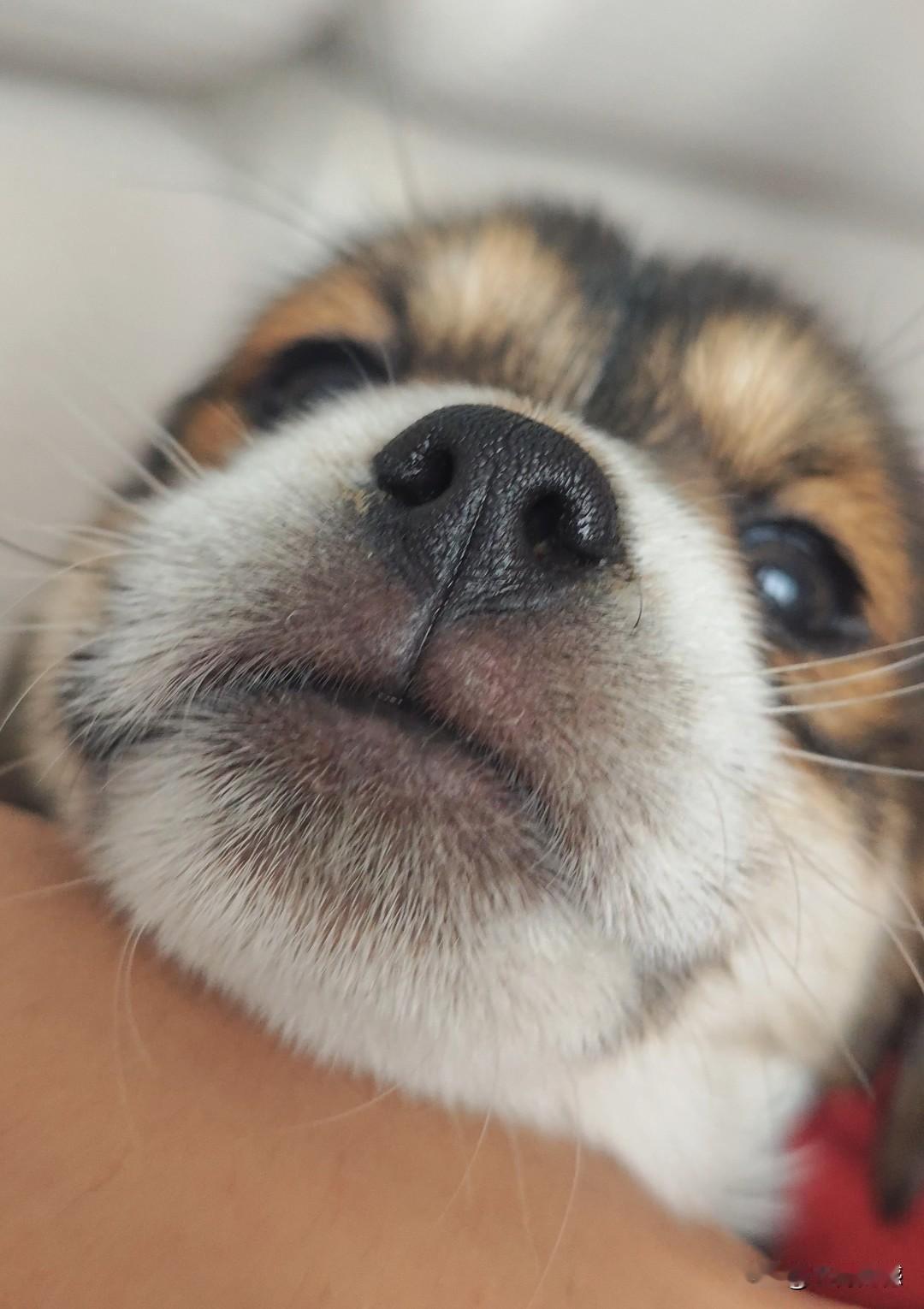 越来越喜爱毛孩子了，随着每一天和它们在一起玩耍的时间变长，对它们的喜爱之情与日俱