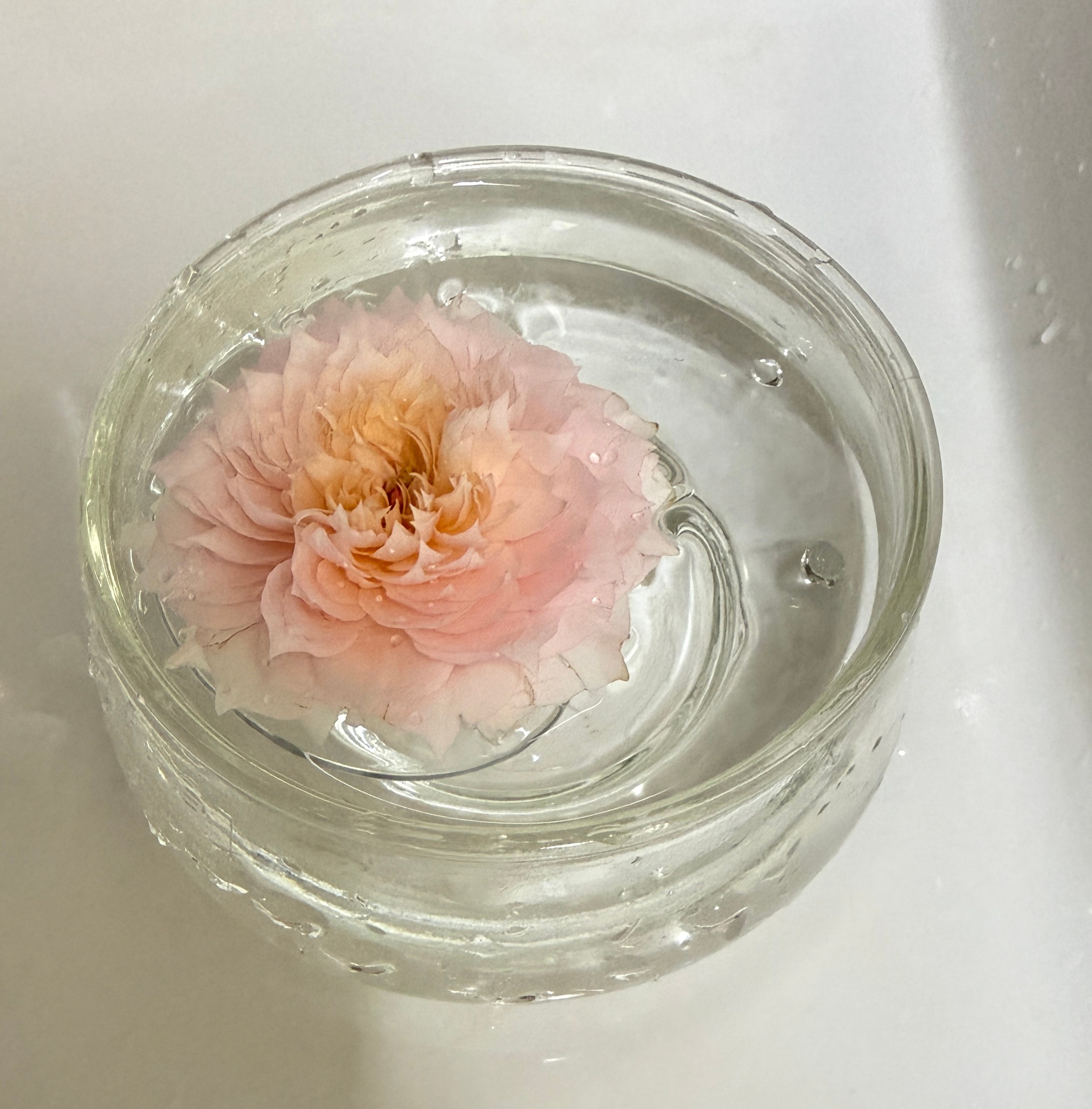 今日收获:粉荔枝，醉红颜，玉衡，莫妮卡戴维，幻紫