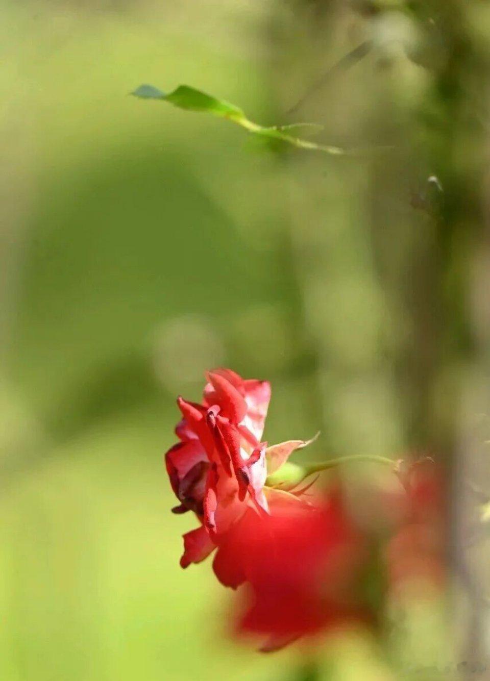 手机壁纸最好的状态：眼里写满了故事，脸上却不见风霜。不羡慕谁，不嘲笑谁，也不依赖