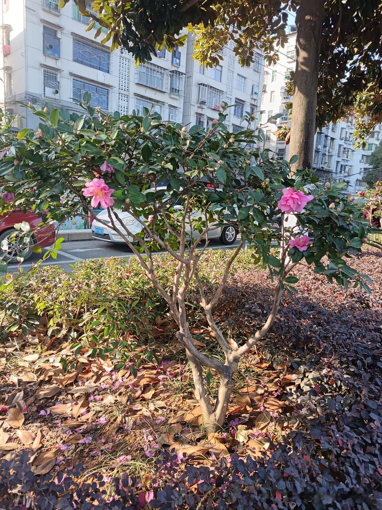 随手拍，成了自媒体人的家常便饭，美吧